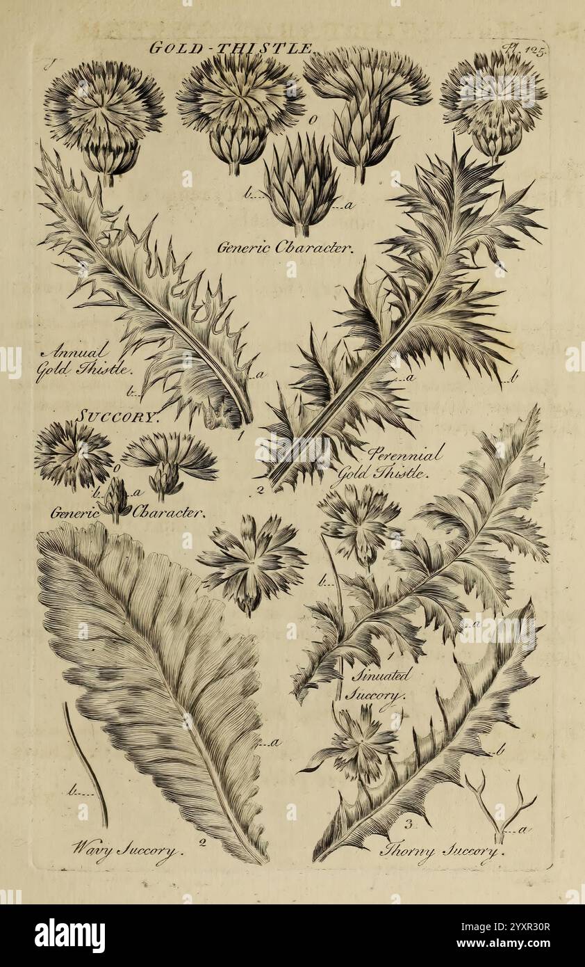 The Vegetable System, London, 1759-1763, Botanik, Bildwerke, die Abbildung zeigt verschiedene Darstellungen der Golddistel, die ihre einzigartige Struktur und Eigenschaften zeigen. Das Kunstwerk enthält detaillierte Darstellungen sowohl der Blumenköpfe als auch der Stachelblätter, die ihre komplizierten Designs hervorheben. Jedes Element ist mit Zahlen gekennzeichnet, die den Beschreibungen entsprechen, was die botanischen Details wie die jährlichen und mehrjährigen Wachstumsformen betont. Die Disteln sind mit scharfen Dornen und markanten Formen dargestellt, die ihre botanische Bedeutung und Schönheit in der Natur veranschaulichen. Zusätzlich Stockfoto