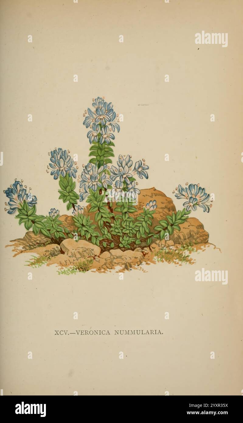 Die Flora der Alpen, London, J. C. Nimmo, 1896-1900, alps, Blumen, Bergpflanzen, Pflanzen, Schweiz, diese Abbildung zeigt eine Gruppe von blühenden Pflanzen, die als Veronica nummularia identifiziert wurden, allgemein bekannt als Pennykraut oder kriechspeedwell. Die Pflanze zeigt zarte blaue Blüten, die in dichten Clustern auf schmalen grünen Stämmen angeordnet sind. Die Blätter sind klein und abgerundet und bilden eine üppige Basis, die einen Kontrast zum felsigen Boden bildet, auf dem die Pflanze abgebildet ist. Die Illustration fängt die natürliche Schönheit der Blumen und ihre leuchtenden Farben ein und hebt die komplizierten Details der Blütenblätter hervor Stockfoto