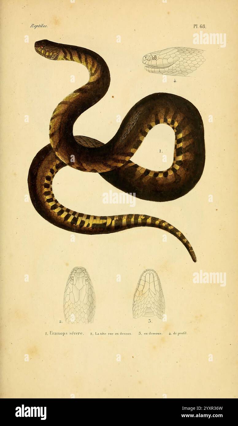 Erpétologie générale, ou, Histoire naturelle complète des reptiles Paris, Roret, 1834-1854. Amphibien Herpetology Reptilien, eine lange Schlange, wird mit einem auffälligen Muster aus abwechselnden dunklen und hellen Streifen dargestellt, die ihren glatten, geschwungenen Körper zeigen. Darüber bieten detaillierte Skizzen einen genaueren Blick auf verschiedene anatomische Merkmale, einschließlich Kopf und Skalen. Die Farbgebung der Schlange ist lebendig, mit satten Tönen, die ihre einzigartigen Markierungen unterstreichen, während die begleitenden Illustrationen eine wissenschaftliche Perspektive bieten, die die Bedeutung dieser Kreatur für die Erforschung von Reptilien unterstreicht. Die V Stockfoto