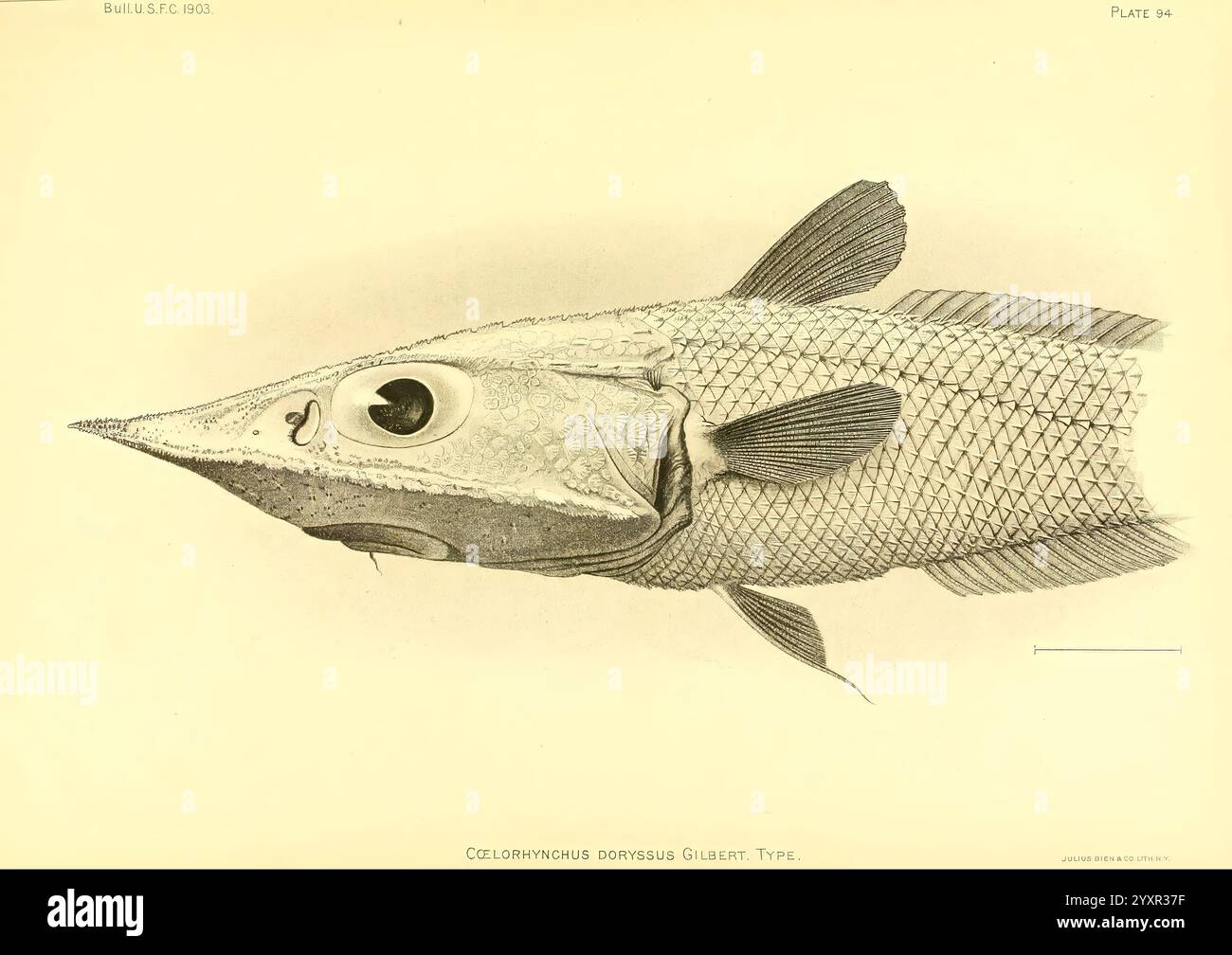 Tiefsee, Fische, von, Hawaiian, Inseln, Washington, Govt, Print, off, 1905, Albatros, Dampfgarer, Fische, Hawaiian, Islands, Coelorinchus, doryssus, Eine detaillierte Illustration des Celonichthys dorsyssus, die seine einzigartigen anatomischen Merkmale zeigt. Der Fisch ist mit einer spitzen Schnauze und großen, markanten Augen dargestellt, die seine unverwechselbare Kopfstruktur betonen. Die Skalen werden akribisch gerendert und zeigen ein strukturiertes Muster über den Körper. Die Rippen sind klar umrissen, wodurch ihre Form und Position relativ zum Kopf und Körper hervorgehoben wird. Unter dem Bild ist der Artenname gedruckt Stockfoto