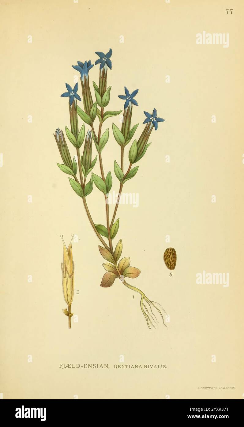 Billeder af nordens Flora København, G.E.C. Gad's forlag, 1917-1927, Plants, Finnland, Skandinavien, der New Yorker Botanische Garten, Bildwerke, Gentiana nivalis, Eine botanische Illustration mit dem zarten Gentiana nivalis, allgemein bekannt als der Fjæld-Ensian. Die Pflanze ist mit schlanken grünen Stielen und leuchtenden, sternförmigen blauen Blüten dargestellt, die oben blühen. Unterhalb der Blüten wachsen mehrere ovale Blätter dicht am Stiel, wobei an der Basis ein Büschel von Wurzeln sichtbar ist. Die Hauptabbildung wird durch detaillierte Darstellungen einer Samenkapsel und nummerierte Beschriftungen ergänzt Stockfoto