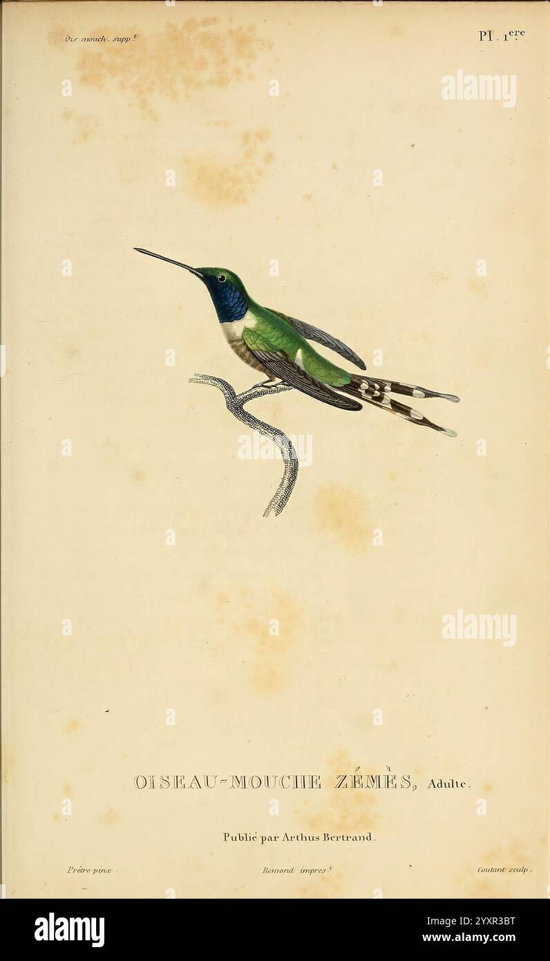 Histoire naturelle des colibris, Paris, Arthus Bertrand, 1830-1832, Kolibris, Bildwerke, Eine wunderschön illustrierte Darstellung eines Kolibri, gekennzeichnet durch sein leuchtendes grünes Gefieder und komplizierte Details. Der Vogel ist in einem Seitenprofil dargestellt, das eine klare Sicht auf seinen langgestreckten Körper und seine charakteristischen Merkmale ermöglicht. Die Flügel sind elegant ausgebreitet und zeigen zarte Federn, während der Schwanz ein kompliziertes Muster zeigt. Unter der Abbildung wird die Art als „Oiseau-Mouche Zémès, Adulte“ bezeichnet, was darauf hinweist, dass es sich um ein ausgewachsenes Exemplar handelt. Das Bildmaterial ist von der p Stockfoto