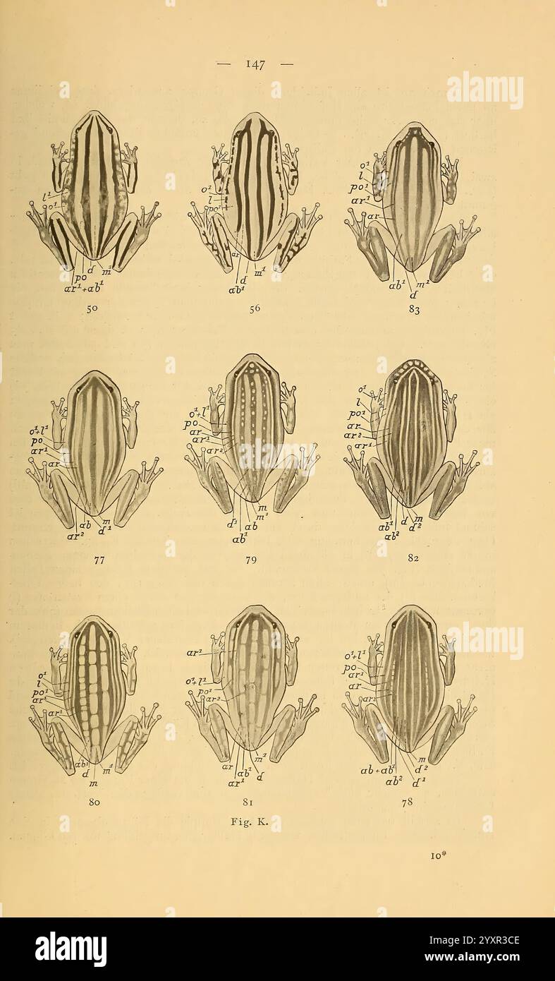 Die Kriechthiere Deutsch-Ost-Afrikas: Berlin, Geographische Verlagsbuchhandlung Dietrich Reimer, 1897, Tansania, Reptilien, diese Illustration zeigt eine detaillierte Untersuchung verschiedener Froscharten und zeigt ihre unterschiedlichen Muster und Markierungen. Jede Probe ist mit numerischen Bezeichnungen und anatomischen Beschriftungen versehen, die spezifische Merkmale wie Hautstruktur, Gliedmaßenstruktur und Körperproportionen hervorheben. Die Anordnung bietet eine vergleichende Sicht, die eine Analyse morphologischer Unterschiede zwischen den Fröschen ermöglicht. Die akribische Darstellung spiegelt einen wissenschaftlichen Ansatz in der Herpetologie wider. Stockfoto