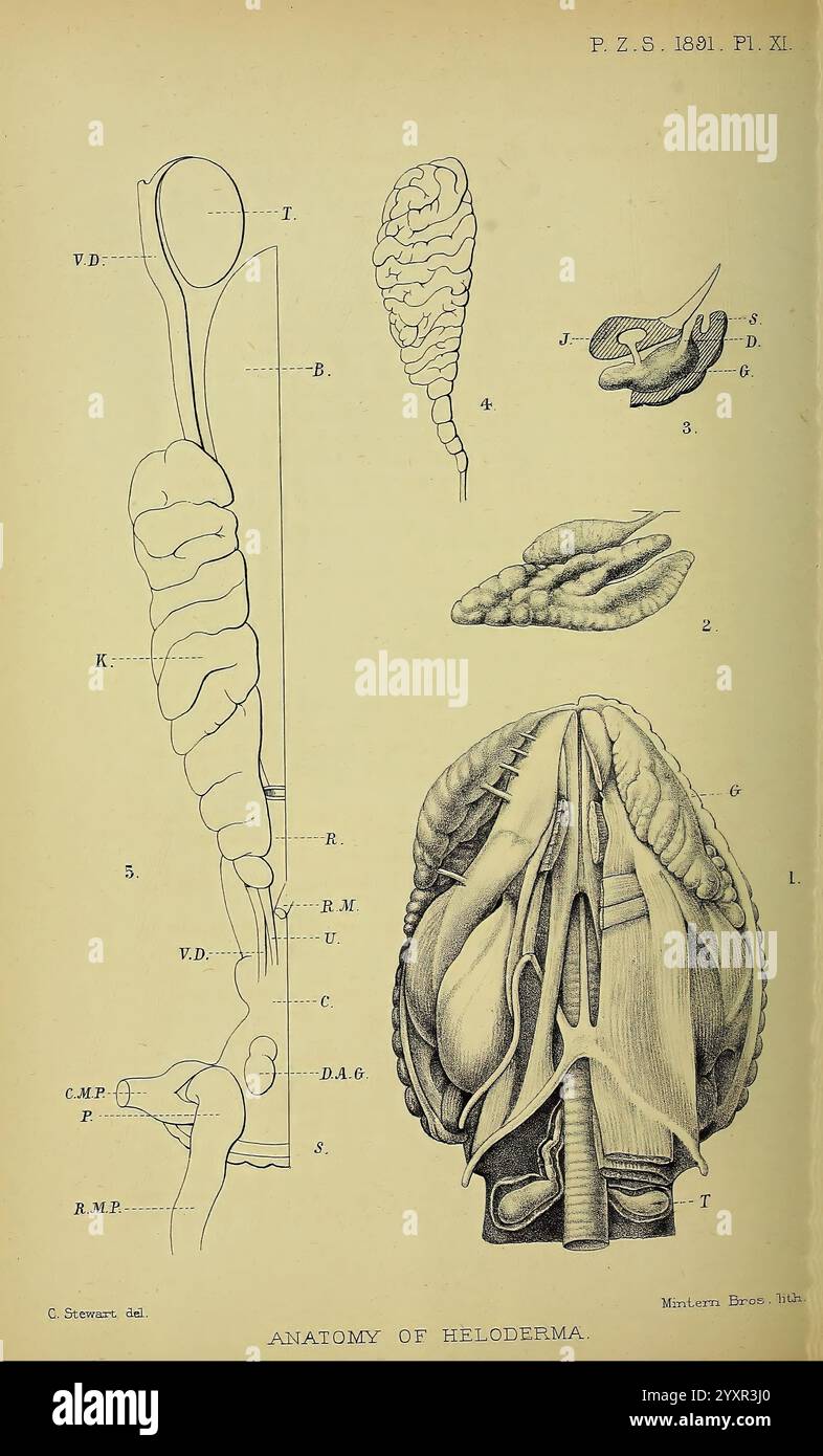 Die Illustration präsentiert eine detaillierte anatomische Untersuchung einer Heloderma-Spezies, die verschiedene innere Strukturen hervorhebt. Auf der rechten Seite zeigt das Diagramm die Kopf- und Kieferstruktur und betont die einzigartigen Merkmale seiner Morphologie. Der Mittelteil enthält eine stilisierte Darstellung des Verdauungssystems, die Speiseröhre und Magen umrissen. Zusätzliche Beschriftungen kennzeichnen wichtige Komponenten wie Wirbelsäule, Atemstrukturen und Muskelaufsätze. Jedes beschriftete Teil ist meticu Stockfoto