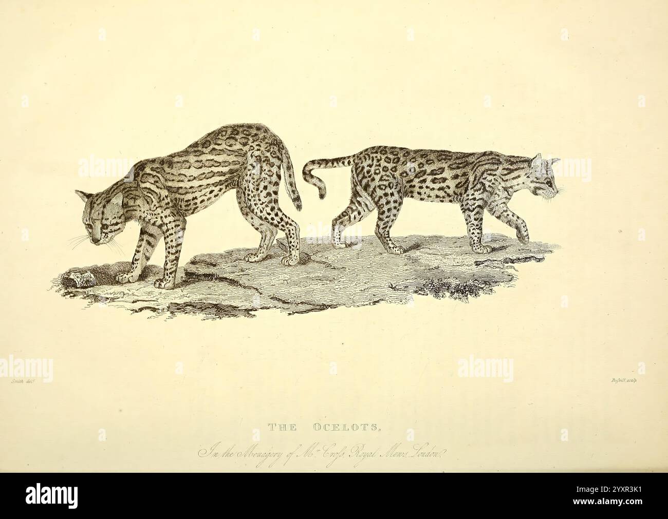 Die Wunder des Tierreichs, London, T. Kelly, 1830, Großbritannien, Ozelot, Zootiere, Menagerien, Tierverhalten beliebte Werke, zwei Leoparden sind in einer naturalistischen Umgebung dargestellt und zeigen ihre charakteristischen gefleckten Mäntel. Der eine Leopard ist aufrecht positioniert und untersucht scheinbar seine Umgebung, während der andere auf dem Boden verteilt ist und sich auf ein bestimmtes Detail in der Landschaft konzentriert. Ihre kraftvollen Gebilde und aufmerksamen Haltungen heben ihre räuberische Natur hervor. Der Hintergrund weist eine strukturierte Oberfläche auf, die auf ein raues Gelände hinweist und die wilde Essenz der Szene unterstreicht. Die V Stockfoto