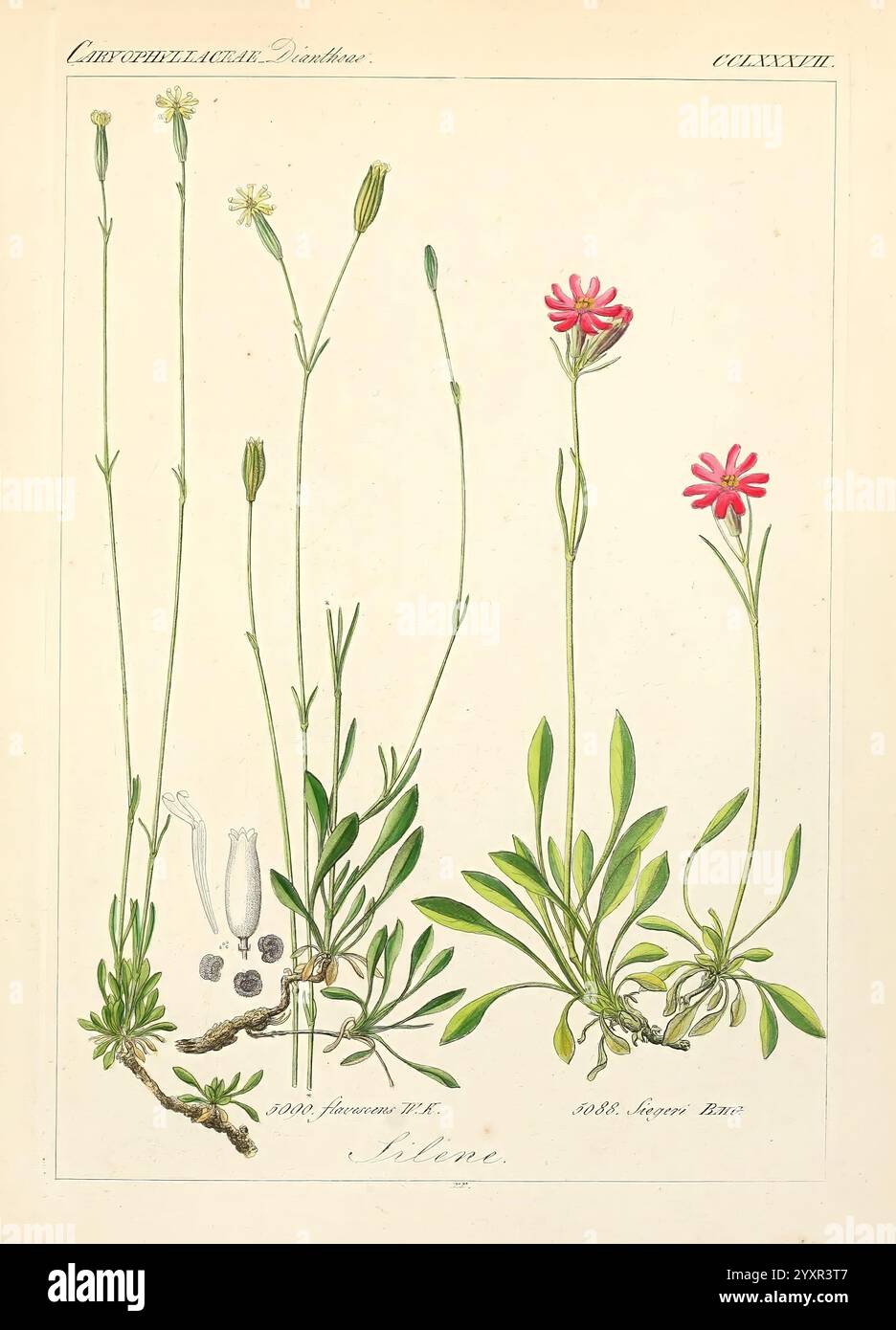 Icones florae Germanicae et Helveticae, Simul Pedemontanae, Tirolensis, Istriacae, Dalmaticae, Austriacae, Hungaricae, Transylvanicae, Moravicae, Borussicae, Holsaticae, Belgicae, Hollandicae, ergo Mediae Europae. Lipsiae, F. Hofmeister 1834-1912. [v. 1, 1850], Europa, Bildwerke, Pflanzen, die Abbildung zeigt eine detaillierte botanische Studie, die zwei unterschiedliche blühende Pflanzen zeigt. Links erhebt sich ein schmaler Stiel, der mit zarten weißen Blüten geschmückt ist, von denen jede ein sternförmiges Blumenmuster hat. Die Blätter sind schmal und lang und bilden an der Basis eine Rosette. Stockfoto