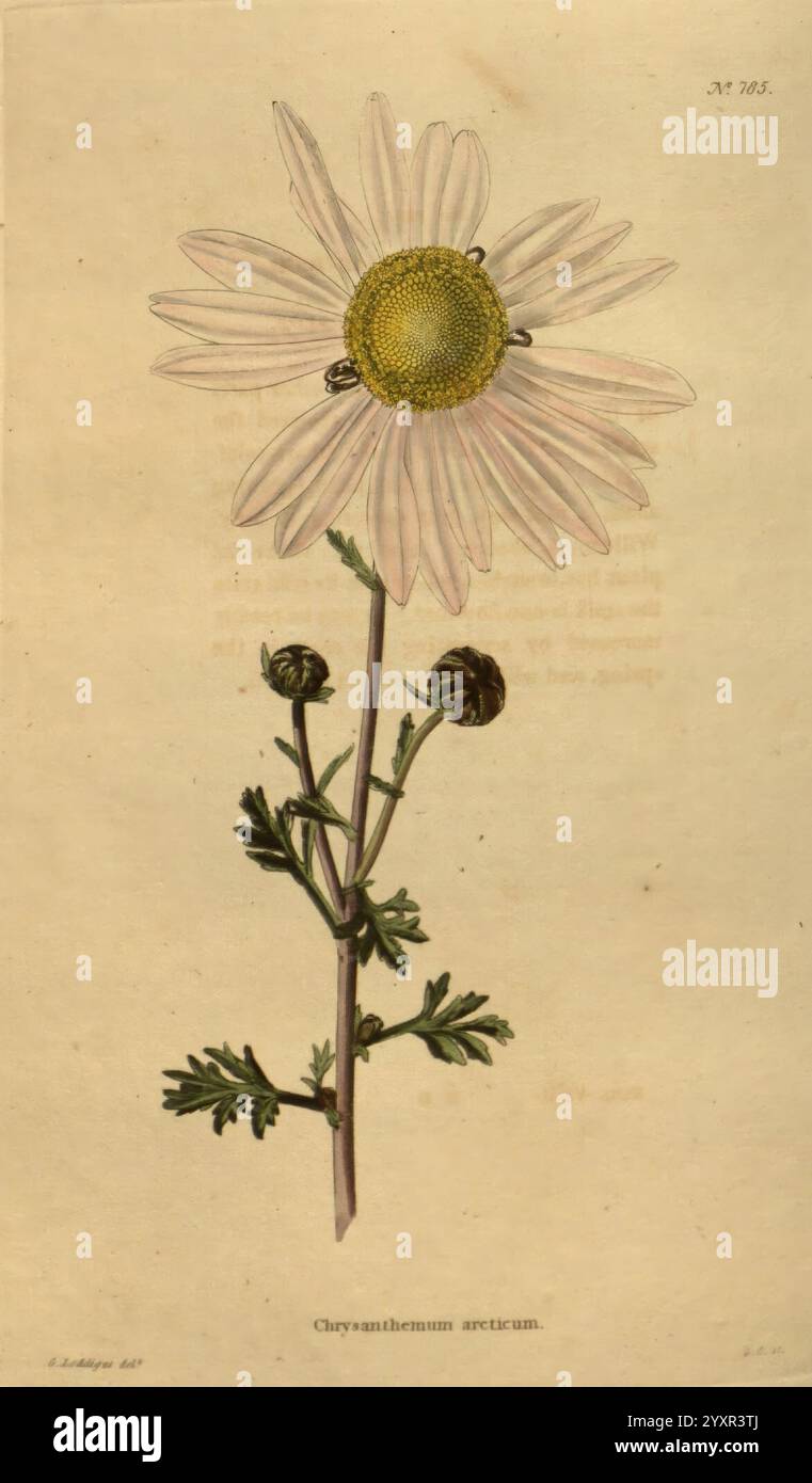 Das botanische Kabinett London, John Arthur Arch 1817-1833, eine detailreiche Illustration einer Blume, mit einem großen, runden gelben Zentrum umgeben von zarten weißen Blütenblättern, die nach außen strahlen. Der Stiel ist schlank und grün und mit federnden Blättern verziert, die einen Hauch von feinen Details verleihen. Kleine, kugelförmige Knospen sind in der Nähe der Basis der Pflanze zu sehen, was darauf hindeutet, dass potenzielle Blüten noch nicht geöffnet sind. Diese botanische Darstellung unterstreicht sowohl die Eleganz als auch die Komplexität der Blume, die als „Chrysanthemum arcticum“ bezeichnet wird. Die Gesamtkomposition zeigt die Schönheit der Natur mit einem Schwerpunkt auf Stockfoto