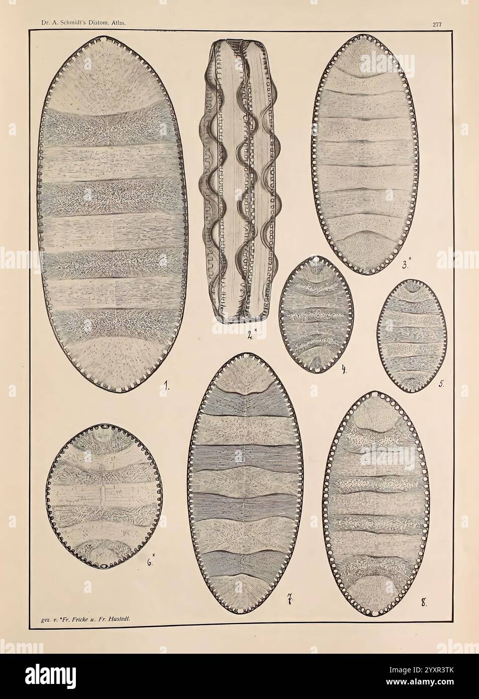 Atlas der Diatomaceen-Kunde Leipzig O. R. Reisland 1874-19 Atlanten Bacillariophyceae, die Abbildung zeigt eine Reihe detaillierter wissenschaftlicher Darstellungen verschiedener ovaler und langgestreckter Meeresorganismen, die möglicherweise mit der Klasse der Weichtiere oder anderer aquatischer Lebensformen in Zusammenhang stehen. Jedes Exemplar wird akribisch gerendert und hebt die einzigartigen Muster, Texturen und Formen ihrer Schalen hervor. Numerische Beschriftungen begleiten die Zeichnungen, die ein Klassifizierungs- oder Identifizierungssystem für die Studie angeben. Die Anordnung der Figuren variiert, wobei einige mit deutlichen Rippen oder Verzierungen versehen sind Stockfoto