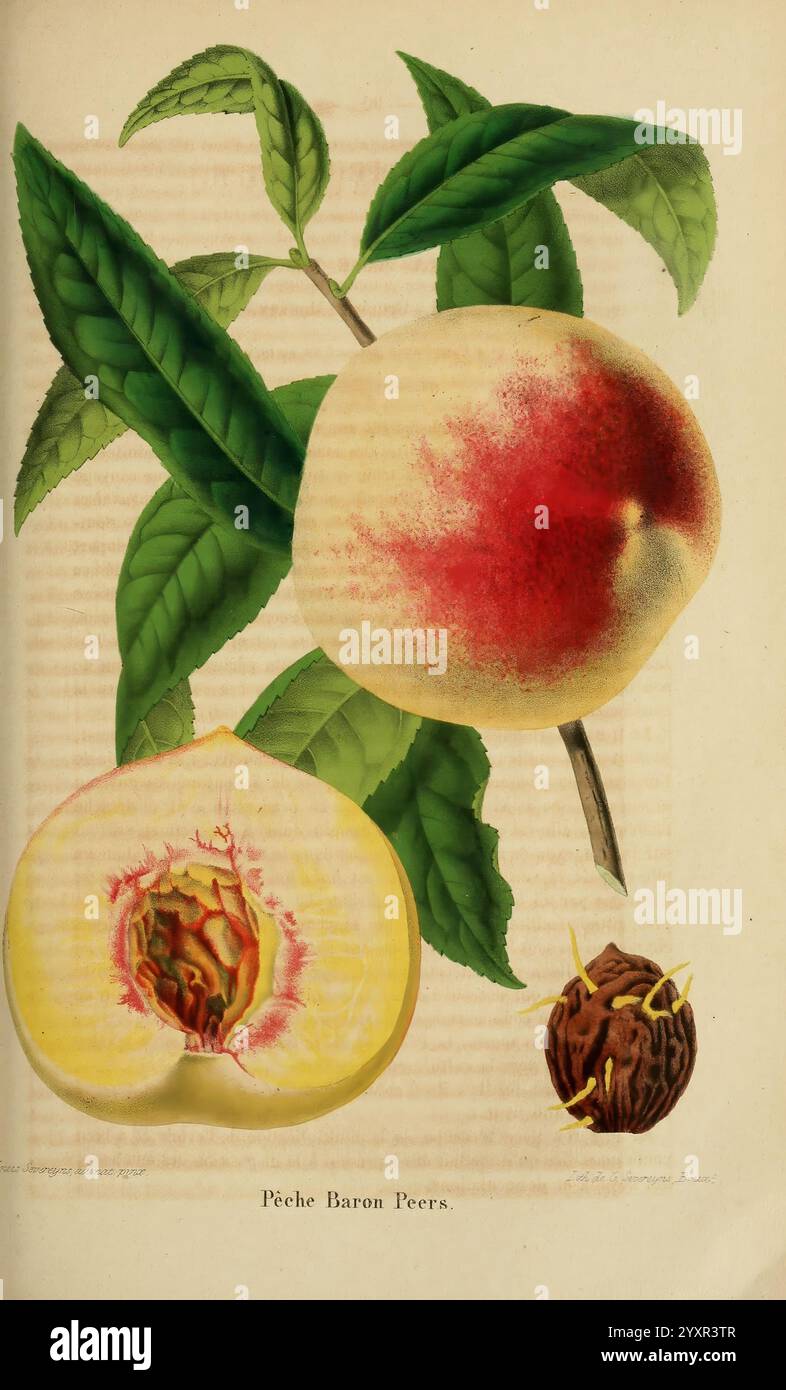 Belgique, Gartenbau, Lüttich, Botanik, Gartenbau, Zeitschriften, Pflanzen, Eine wunderschön illustrierte Darstellung zeigt einen Reifen Pfirsich, der seine samtige Haut mit einem Hauch von rotem Rouge zeigt. Die Frucht wird von einem Querschnitt begleitet, der ihr cremiges Fruchtfleisch und ihre charakteristische Grube offenbart. Um den Pfirsich herum sind üppige, grüne Blätter, die die lebendige natürliche Ästhetik unterstreichen. Diese Komposition unterstreicht die Eleganz des Pfirsichs, allgemein bekannt als „Pêche Baron Peers“, und betont die komplizierten Details seiner Form und Textur. Stockfoto