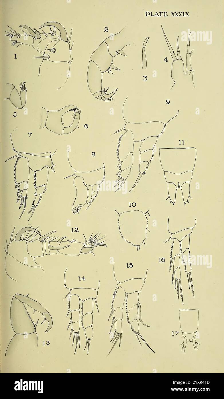 The, British, Parasitic, Copepoda, London, 1913, Großbritannien, Parasiten, Fische, Krebstiere, Copepoda zeigt die Abbildung eine Reihe detaillierter anatomischer Skizzen, die wahrscheinlich verschiedene Arten oder Formen von Krebstieren und verwandten Meeresorganismen darstellen. Jede nummerierte Abbildung zeigt verschiedene Teile der Gliedmaßen, wie Krallen und Antennen, und unterstreicht die unterschiedliche Morphologie in dieser Gruppe. Die Vielfalt in Form und Struktur der Gliedmaßen deutet auf Anpassungen an verschiedene Umgebungen oder Funktionen im aquatischen Ökosystem hin. Die sorgfältige Linienarbeit unterstreicht die komplizierten Details Stockfoto