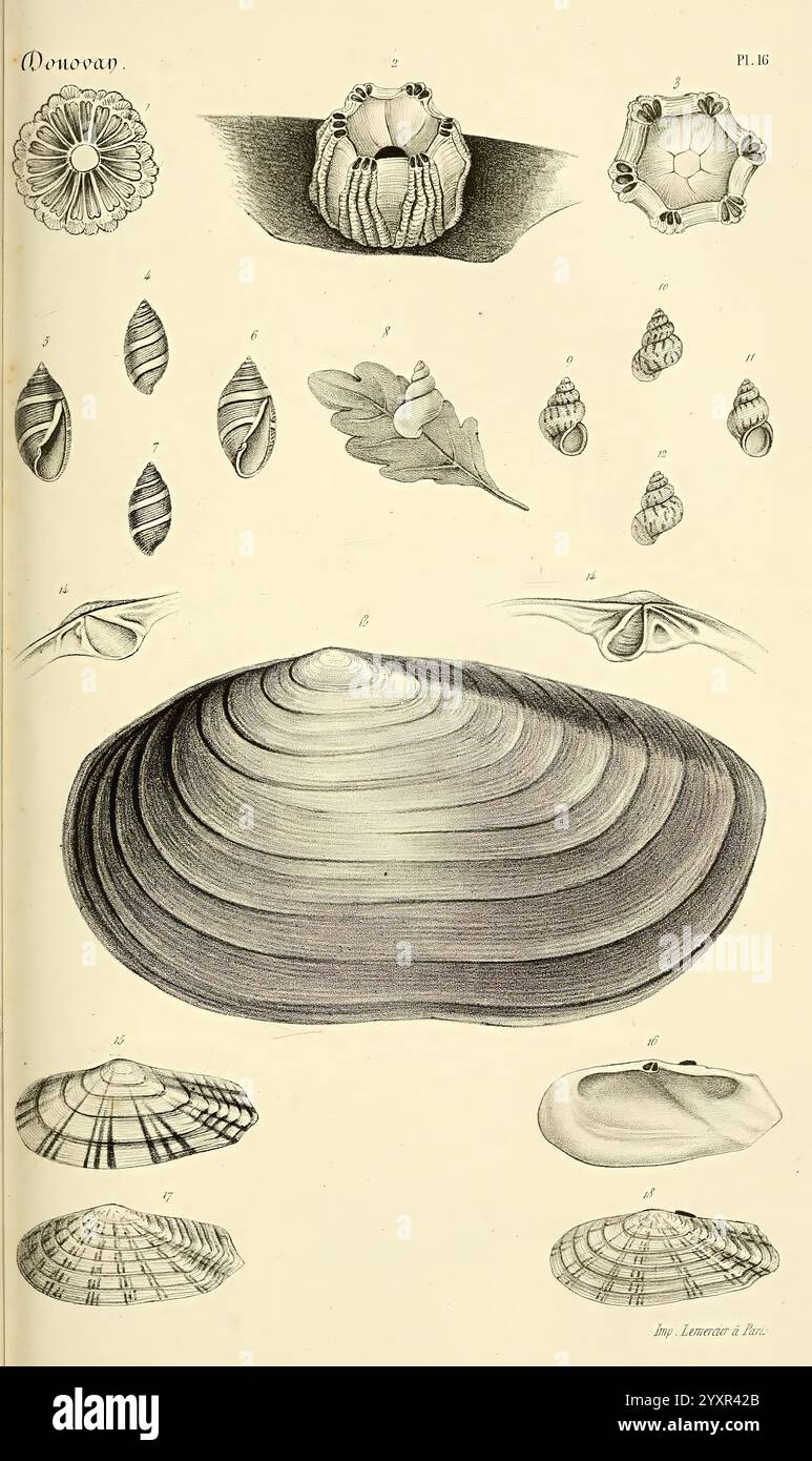 Bibliothèque conchyliologique Paris A. Franck 1845-1846 Muscheln .jpg, Eine Sammlung detaillierter Illustrationen, die verschiedene Arten von Weichtieren und Muschelformationen zeigen. Das Display umfasst eine Reihe von Schalen, von deutlich geformten Biventilen bis hin zu aufwändig gemusterten Gastropoden. Jede Probe ist sorgfältig mit Zahlen gekennzeichnet, um die Spezies-Unterscheidung anzuzeigen und die Vielfalt in Größe, Form und Textur hervorzuheben. Zusätzlich gibt es Darstellungen sowohl der dorsalen als auch der ventralen Ansicht bestimmter Muscheln, die die anatomischen Variationen und einzigartigen Merkmale dieser marinen oder betonen Stockfoto