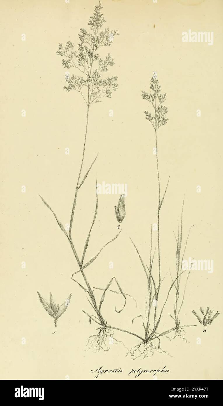 Art Graminum, Petropoli, Impensis Academiae Imperialis Scientiarum, 1828-1836, Gramineae, Bildwerke, Gräser, die Abbildung zeigt eine botanische Studie über *Agrostis polymorpha*, eine Grasart, die sich durch ihre schlanken, langgezogenen Stämme und zarten Blütenspitzen auszeichnet. Die Zeichnung hebt die komplizierten Details der Blätter und Wurzeln hervor und bietet eine lehrreiche Perspektive auf die Struktur der Pflanze. Zu den bemerkenswerten Merkmalen gehören die feinen, fadenartigen Klingen und die kleine Blütengruppe an der Spitze der Stiele. Beigefügte Etiketten erleichtern die Identifizierung und Untersuchung dieser Spezifi Stockfoto