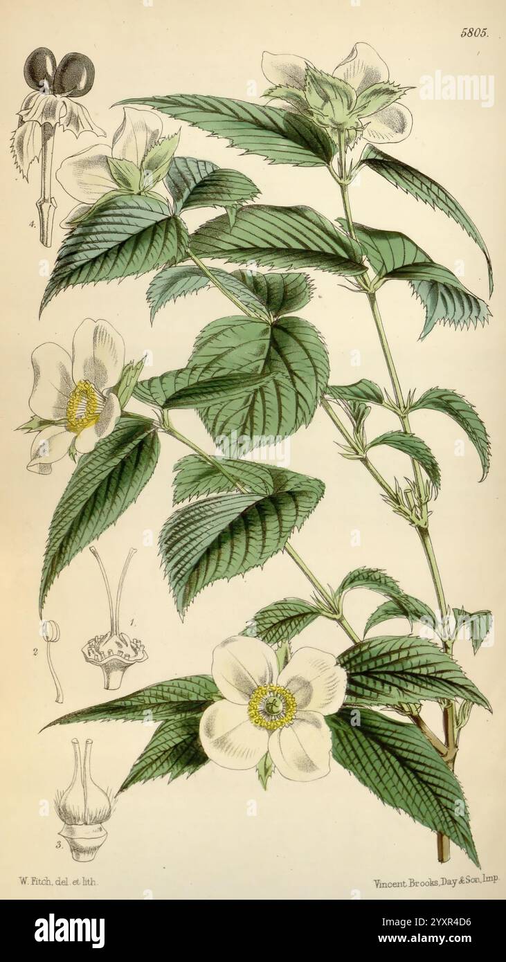 Curtis Botanical Magazine London New York Botanical Illustration Botanical Periodicals malerische Werke Pflanzen ornamental Curtis, Eine botanische Illustration mit einer blühenden Pflanze mit zarten weißen Blüten und üppig grünen Blättern. Die Komposition enthält detaillierte Darstellungen der Blumen, die ihre Blütenblätter und Stamen zeigen, sowie beschriftete Teile der Pflanze, die die Struktur der Blätter und Blüten hervorheben. Das Layout betont sowohl die Schönheit als auch die komplizierten Details der Anatomie der Pflanze, was sie zu einer wertvollen Referenz für botanische Studien oder Wertschätzung macht. Stockfoto