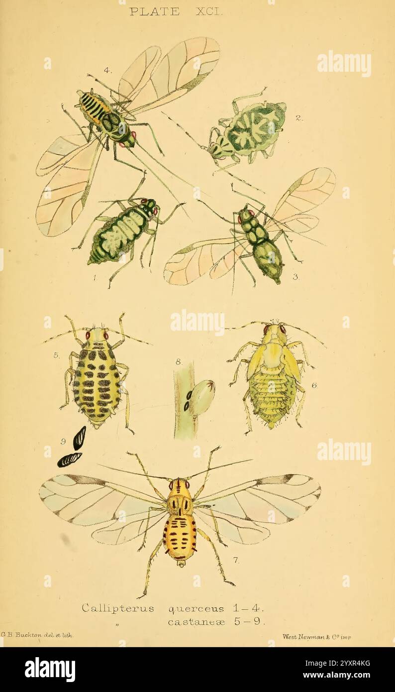 Monografie, Of, The, British, Aphides, Blattläuse, Großbritannien, Hemiptera, Insekten, diese Abbildung zeigt eine detaillierte Auswahl verschiedener Insektenarten, die sich auf verschiedene Mitglieder der Gattung Calypterus konzentrieren. Die Platte ist in nummerierte Abschnitte unterteilt, die ihre charakteristischen Formen, Flügelstrukturen und Farben zeigen. Jedes Insekt ist mit der entsprechenden Identifikationsnummer gekennzeichnet, was eine einfache Referenz und Untersuchung erleichtert. Die Zusammensetzung umfasst mehrere Ansichten der Insekten, die ihre anatomischen Merkmale wie Antennen und Körpersegmentierung hervorheben. Die künstlerischen Darstellungen betonen Stockfoto