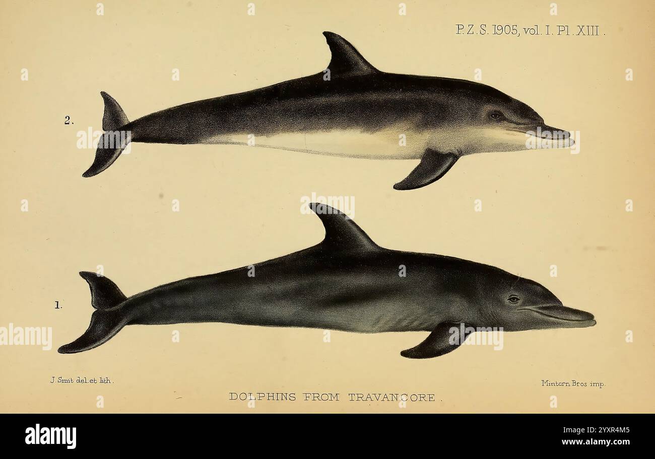 Proceedings of the Zoological Society of London London Academic Press Zeitschriften Zoologie Delfin Tursiops aduncus Tursiops abusulam Tursiops truncatus Tursiops Tursiops Tursiops Tursiops gilli bottlenosedelfin Säugetier, diese Illustration zeigt zwei Delfine, die ihre einzigartigen physischen Eigenschaften zeigen. Links zeigt der erste Delfin einen stromlinienförmigen Körper mit einer markanten Rückenflosse und einer leicht geschwungenen Schnauze, was seine agile Natur unterstreicht. Der zweite Delfin, der rechts dargestellt wird, zeigt eine ähnliche Form, wird aber in einer anderen Pose dargestellt, wodurch die Variationen in ihrer Form betont werden. Beide Delfine Stockfoto