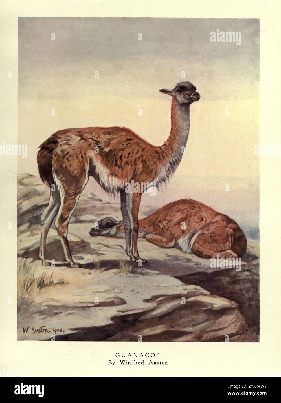 Die wilden Tiere der Welt, London, [1909?], Tierverhaltenzoologie, Guanaco, Kamelid, Lama, Guanaco, Winifred Austen, Künstler, 29382143, Winifred Austen, Frauen in Wissenschaft, Winifred Austen, Winifred Marie Louise Austen, 2, 2, Ein Paar Guanakos steht in einer natürlichen Umgebung. Ein Guanaco wird in wachsamer Haltung dargestellt und zeigt seinen langen Hals und seine schlanken Beine, während der andere auf dem Boden liegt. Der Hintergrund weist einen weichen Farbverlauf auf, der eine ruhige Landschaft hervorruft. Die Guanakos weisen ihr charakteristisches zotteliges Fell auf, mit verschiedenen Braun- und Cremefarben Stockfoto