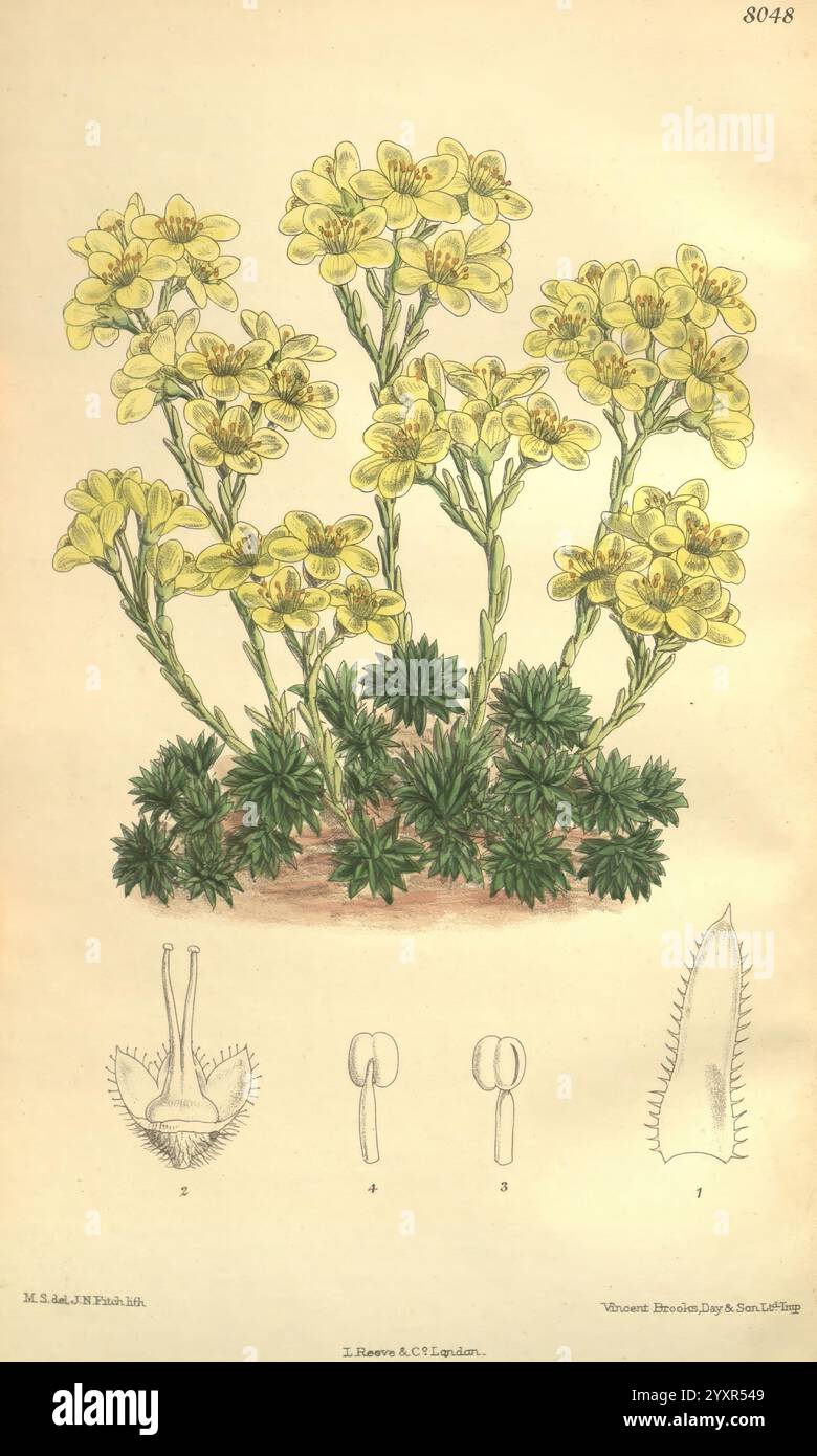 Curtis Botanical Magazine London, New York Botanical Illustration Botanical Periodicals Bildwerke Pflanzen ornamental Curtis, Eine botanische Illustration, die eine Gruppe von leuchtend gelben Blumen zeigt, die durch ihre zarten Blütenblätter gekennzeichnet sind, die so angeordnet sind, dass sie eine beeindruckende visuelle Wirkung erzeugen. Die Stiele sind schlank und erheben sich von einer üppigen grünen Basis, umgeben von einem Büschel von Blättern, die die Blumen darüber ergänzen. Unterhalb der Hauptdarstellung zeigen detaillierte Zeichnungen wichtige florale Strukturen: Eine Nahaufnahme der Fortpflanzungsorgane der Blume, eine Darstellung der Samen und ein detailliertes Blatt, Prov Stockfoto