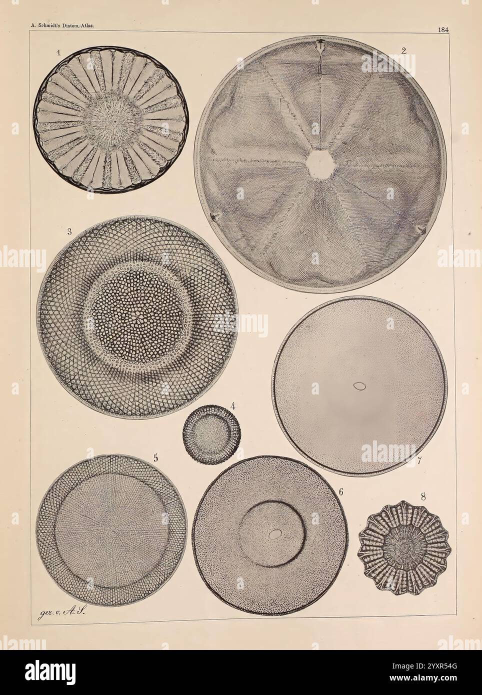 Atlas der Diatomaceen-Kunde, Leipzig, O. R. Reisland, 1874-1819, Atlanten, Bacillariophyceae, diese Illustration zeigt eine Sammlung von Kreisdiagrammen, die jeweils komplizierte Muster und Texturen innerhalb ihrer Grenzen zeigen. Die Entwürfe sind systematisch in unterschiedlichen Größen und Formen angeordnet und stellen verschiedene Formen natürlicher oder mikroskopischer Entitäten dar, die möglicherweise mit Biologie oder Geologie zusammenhängen. Jede Abbildung ist als Referenz nummeriert und hebt ihre einzigartigen Strukturen hervor, die Symmetrie und Details veranschaulichen. Die Gesamtzusammensetzung ist organisiert und stellt eine wissenschaftliche Untersuchung der Diversität dar Stockfoto