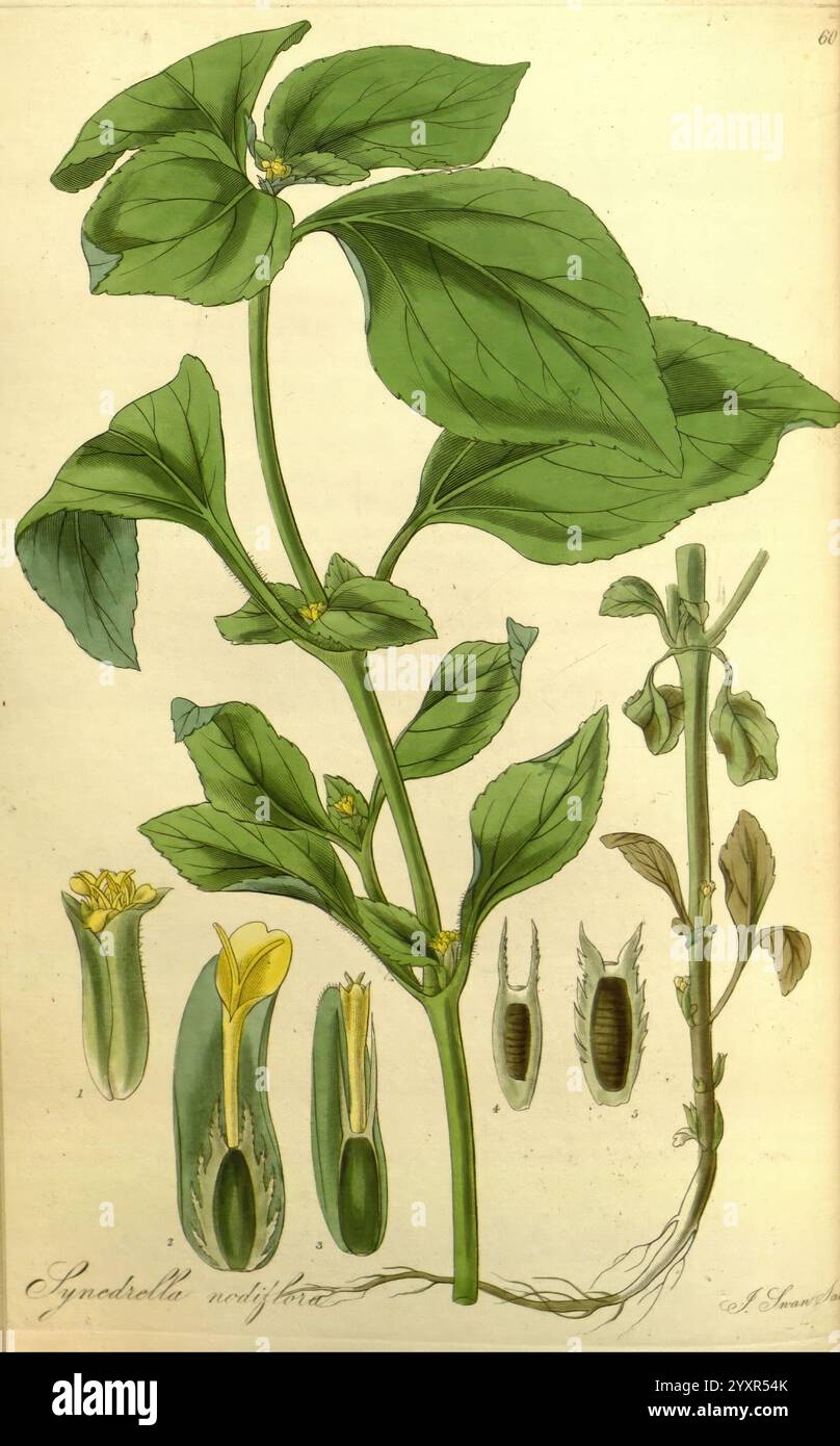 Exotische Flora, Edinburgh, gedruckt für W. Blackwood, 1823-27, 19. Jahrhundert, Botanik, Stiche, exotische Pflanzen, Großbritannien, Kräuter, Bildwerke, Plattenarbeiten, Pflanzenwissen, Pflanzen, Pflanzen kultiviert, Schottland, die Illustration zeigt die Pflanze Spathiphyllum wallisii, allgemein bekannt als die Friedenslilie. Sie zeigt eine detaillierte Zusammensetzung der Pflanze und zeigt ihre langen, herzförmigen Blätter, die üppig und lebendig sind. Neben dem Hauptstamm sind mehrere Knospen und Blüten abgebildet, die ihren charakteristischen gelben Spadix darstellen, der von weißen Brakken umgeben ist. Zusätzlich wird die Zeichnung Hi Stockfoto