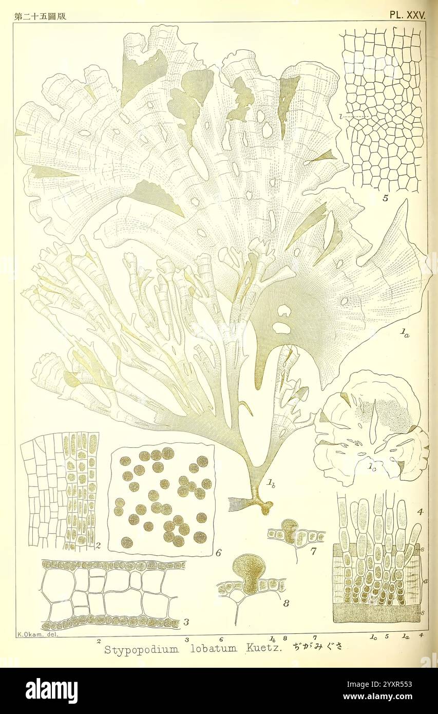 Ikonen japanischer Algen, Tokio, Kazamashobo 1907-1942, Algen, Botanik, Japan, Bildwerke, Stypopodium lobatum, Eine detaillierte wissenschaftliche Illustration, die verschiedene Bestandteile der Pflanzenart Stypodium lebatum zeigt. Die Hauptfigur zeigt die Blattstruktur der Pflanze und zeigt komplizierte Blattmuster und -Texturen. Um die zentrale Darstellung herum gibt es markierte Diagramme von Zellstrukturen, die verschiedene Gewebe wie Epidermis, Parenchyme und Gefäßbündel hervorheben. Jeder Abschnitt ist sorgfältig mit Zahlen und Beschreibungen beschriftet, um Einblicke in die Anatomie zu erhalten Stockfoto