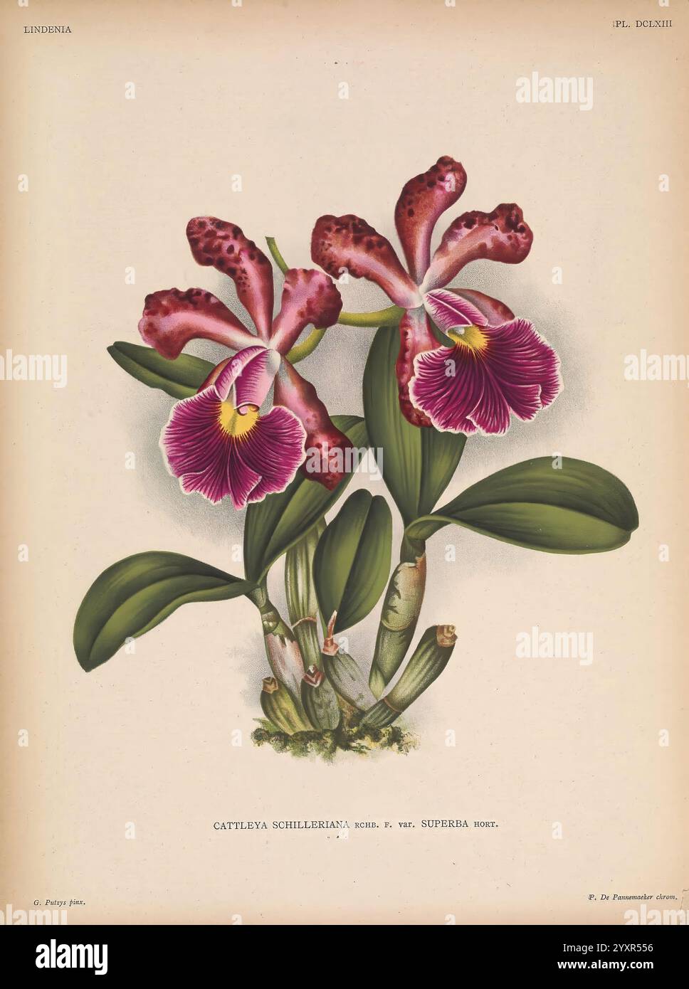 Lindenia, Gand [Belgien], Impr. F. Meyer-van Loo, 1885-1906, Klassifizierung, Reiseführer, Identifizierung, Nomenklatur, Nomenklatur, populär, Orchidaceae, Orchideen, Bildwerke, Terminologie, Blumen, Stiele, Blätter, eine lebendige Illustration zeigt ein Paar markanter Orchideen der Gattung Cattleya, insbesondere Cattleya schilleriana var. Superba. Die Blüten zeichnen sich durch satte violette und weiße Markierungen aus und heben sich deutlich von ihrem üppig grünen Laub ab. Jede Blüte zeigt zarte Blütenblätter und eine markante Lippe mit komplizierten Details und Textur. Die Komposition ist hochgradig Stockfoto