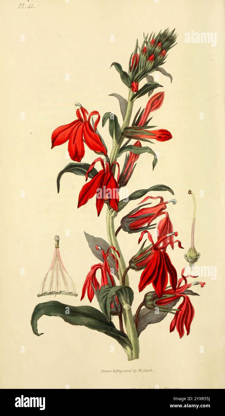 Flora Conspicua London, Longman, Rees, Orme, Brown, und Green, 1826, England, Blumen, Pictorial Works, Plants, Ornamental, The New York Botanical Garden, William Clark, Lobelia fulgens, Lobelia Cardinalis, Eine lebendige Illustration zeigt eine hohe blühende Pflanze, die für ihre auffälligen roten Blüten bekannt ist. Der zentrale Stiel zeigt mehrere röhrenförmige Blütenbündel, jedes mit langen Blütenblättern, die elegant gewölbt sind und eine dramatische visuelle Wirkung erzeugen. Um die Hauptgruppe herum bilden saftig grüne Blätter mit leicht gezacktem Rand eine üppige Kulisse. Unterhalb der Hauptblume gibt es detaillierte Renderi Stockfoto