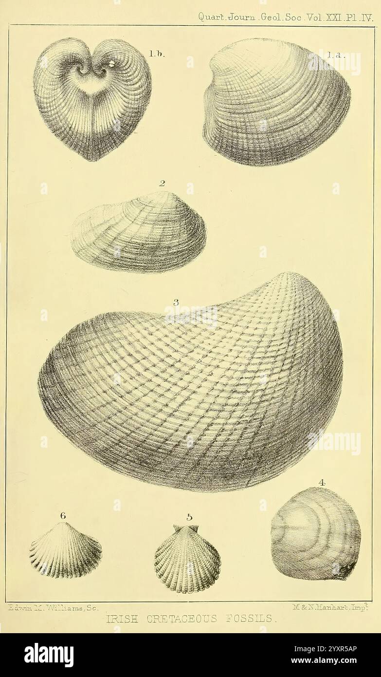 Das Quarterly Journal der Geological Society of London. v.21 (1865) London, Geologie, Zeitschriften, die Illustration zeigt eine Sammlung verschiedener Schalenformen, die sorgfältig für Studien angeordnet sind. Jede Schale ist als Referenz nummeriert und zeigt eine Reihe von Formen und Texturen an. Die angezeigten Schalen umfassen sowohl Zweiventilen als auch Einheitsventile, wodurch ihre einzigartigen Strukturen und komplizierten Designs hervorgehoben werden. Einige Muscheln weisen glatte, gekrümmte Oberflächen auf, während andere Grate und Muster zeigen, die die Vielfalt der Meereslebewesen demonstrieren. Das Bild dient als pädagogische Darstellung der Muschelschalen, emp Stockfoto