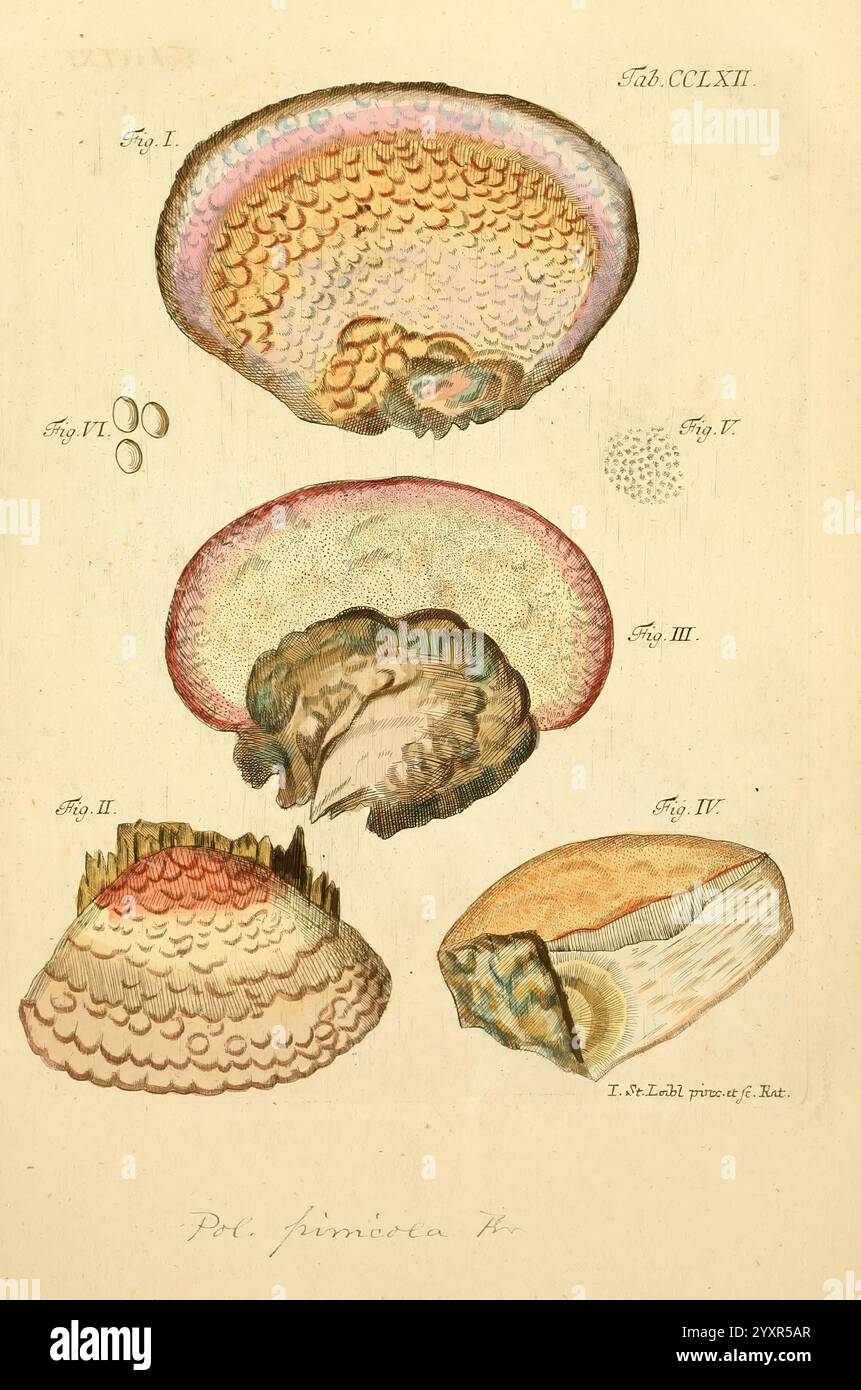 Fungorum qui in Bavaria et Palatinatu circa Ratisbonam nascuntur icones, nativis coloribus expressae. Erlangae, apud J.J. Palmium, 1800, Deutschland, Bayern, Fungi, Pictorial Works, die Illustration zeigt eine Reihe von detaillierten Zeichnungen mit dem Titel ''PL. CLXII, " mit Schwerpunkt auf verschiedene Arten von Weichtieren, insbesondere Meeresbewohner. Der erste Abschnitt zeigt eine Nahansicht der Oberflächentextur einer Schale an, wobei die komplizierten Muster und Faltungen hervorgehoben werden. Der zweite Teil zeigt eine Querschnittsansicht, die die innere Struktur und die Schichten der Schale offenbart und die Komplexität und Schönheit von mA unterstreicht Stockfoto