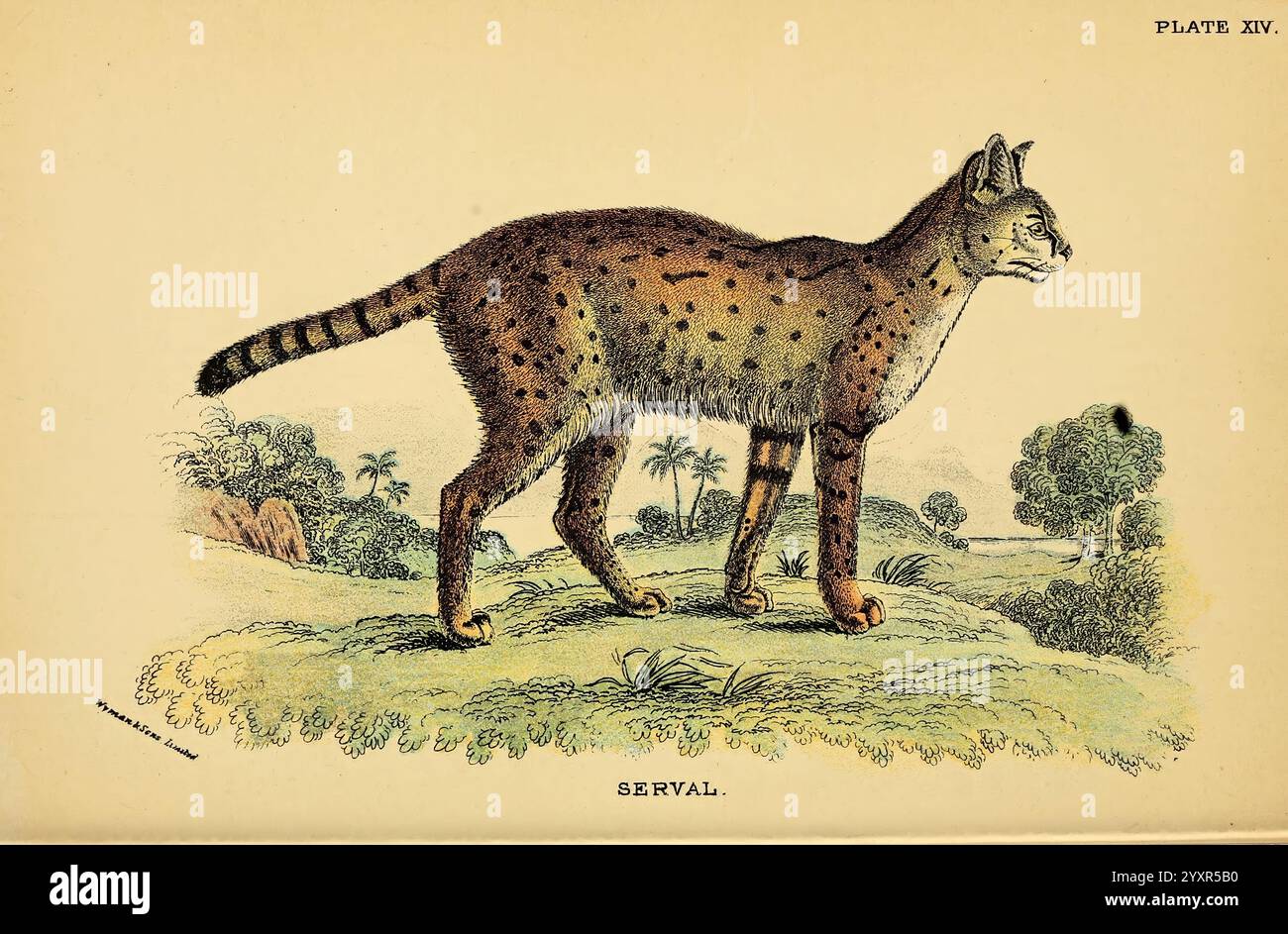 A Handbook to the Carnivora, London, E. Lloyd, 1896, Carnivora, eine Serval, eine wilde Katze aus Afrika, wird anmutig in einer natürlichen Umgebung dargestellt. Sein schlanker Körper wird durch lange Beine und große Ohren, die charakteristische Merkmale der Art sind, betont. Der Mantel ist mit einem markanten Muster aus Flecken und Streifen verziert, sodass er sich nahtlos in seinen Lebensraum mit Grasland einfügt. Im Hintergrund lässt eine üppige Landschaft mit Bäumen und Büschen die Umgebung des Serval erkennen, die seine Beweglichkeit und das Können als Jäger in der Wildnis unterstreicht. Die Abbildung enthält auch den Aufkleber „SERVA Stockfoto