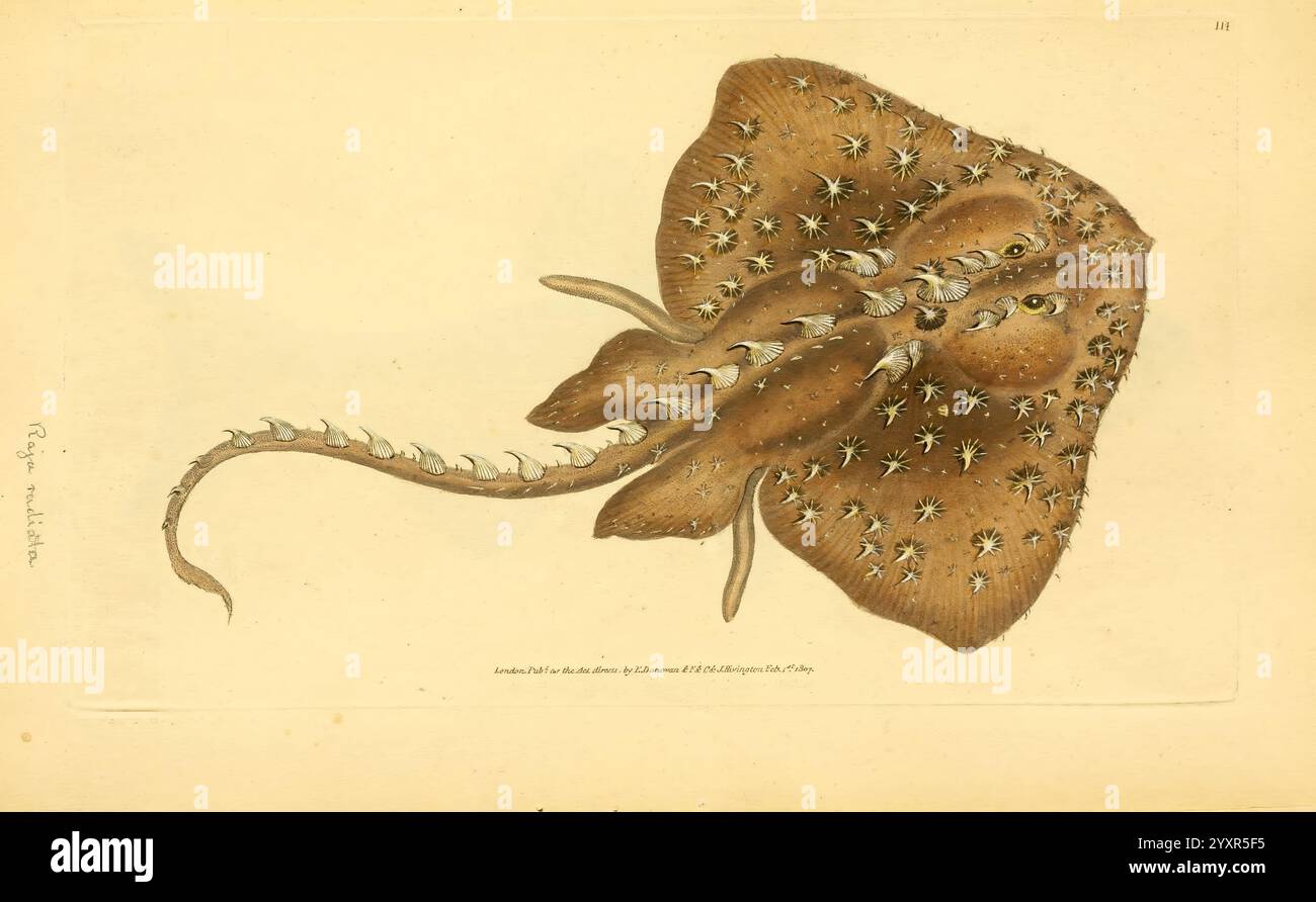 Die Naturgeschichte der britischen Fische, London, gedruckt für den Autor und für F. und C. Rivington, 1802-1808, Fishes, Großbritannien, Bildwerke, Museum of Comparative Zoology, Eine detaillierte Illustration eines breiteren Schlittschuhs mit seinem charakteristischen flachen Körper und seinen großen Brustflossen. Die Oberfläche des Schlittschuhs ist mit zahlreichen kleinen, stacheligen Texturen verziert, die seine einzigartigen anatomischen Merkmale betonen. Der Kopf ist vorne positioniert, mit beiden Augen und Spiracles ausgestattet, die sich hinter ihnen befinden, während ein schlanker Schwanz nach hinten reicht, was das anmutige Aussehen der Kreatur unterstreicht. Bel Stockfoto