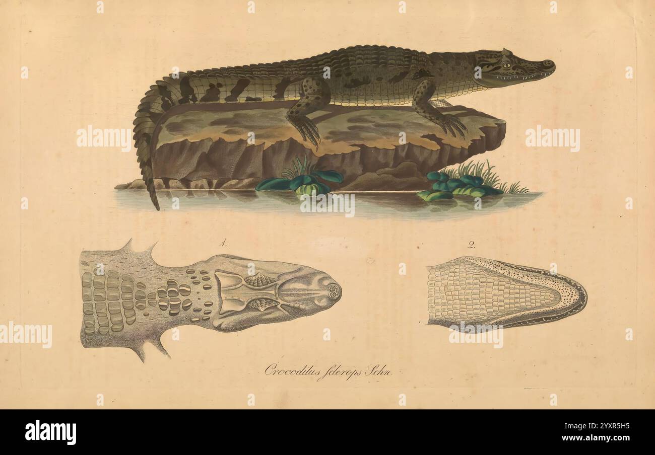 Abbildungen zur Naturgeschichte Brasiliens Weimar, im Verlage des Grossherzogl. Sachs. Priv. Landes-Industrie-Comptoirs, 1822-1831, Brasilien, Naturgeschichte, Bildwerke, eine detaillierte Abbildung zeigt ein Krokodil auf einer felsigen Oberfläche, umgeben von Wasserpflanzen. Die strukturierte Haut der Kreatur wird hervorgehoben und zeigt ihre unterschiedlichen Muster und Merkmale. Unten zeigen zwei Zeichnungen den Kopf des Krokodils aus verschiedenen Winkeln und betonen die einzigartigen strukturellen Details des Kiefers und der Schnauze. Die wissenschaftliche Klassifikation 'crocodilus fuscus' ist unter den Kranken vermerkt Stockfoto