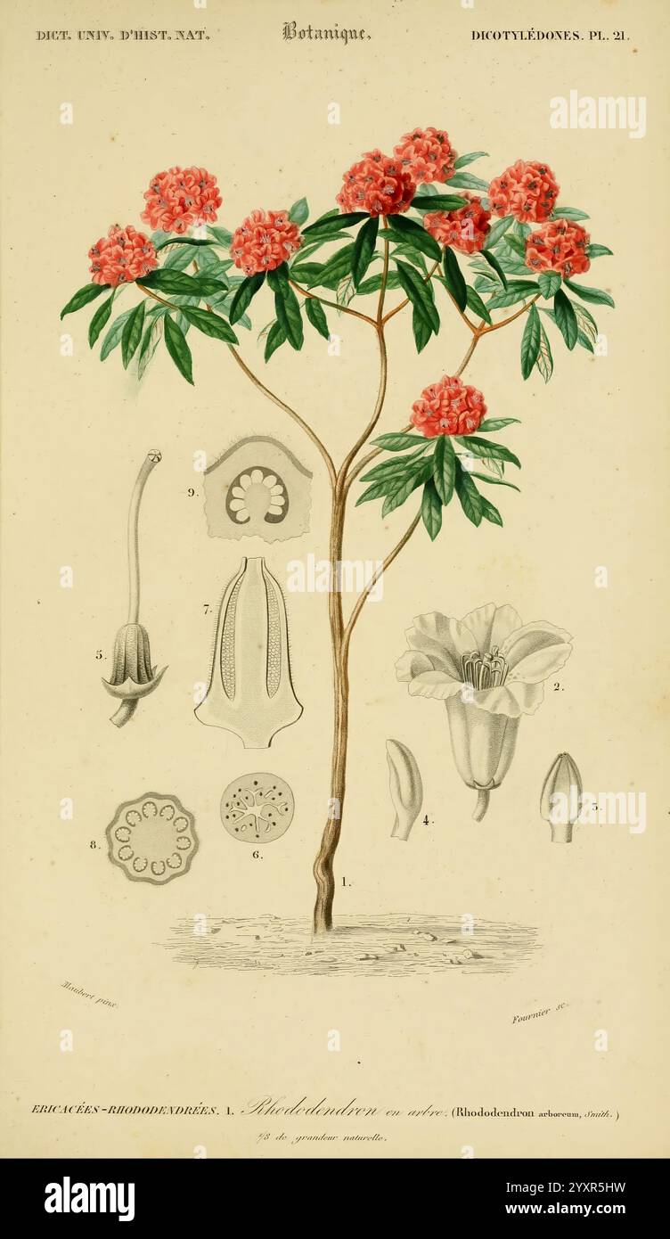 Dictionnaire universel d'histoire naturelle, v. 3 1849 Atlas Zoologie-Botanique Paris, 1847-1849, Naturgeschichte, Wörterbücher, Eine botanische Illustration, die eine blühende Pflanze mit leuchtend roten Blüten auf üppig grünen Blättern zeigt. Die Zusammensetzung enthält detaillierte Diagramme verschiedener Pflanzenteile, wie z. B. eine Blütenstruktur, Blattform und Samenkapsel, nummeriert für Lehrzwecke. Jeder Abschnitt gibt Einblicke in die Morphologie der Pflanze und veranschaulicht ihre Fortpflanzungsmerkmale und Blattanordnungen. Die wissenschaftliche Präsentation ist sowohl informativ als auch visuell ansprechend Stockfoto