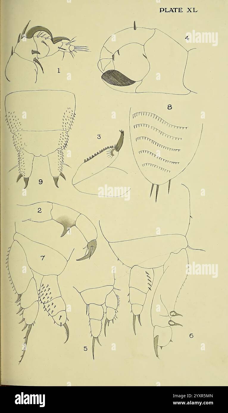 Die British Parasitic Copepoda London, gedruckt für die Ray Society 1913 Great Britain Parasites fischt Crustacea Copepoda, zeigt eine Reihe detaillierter anatomischer Diagramme mit verschiedenen Krustentierarten. Jede beschriftete Abbildung enthält spezifische Details zu verschiedenen Körperteilen, einschließlich Kopf, Klauen und anderen Unterscheidungsmerkmalen. Die Zeichnungen unterstreichen die Vielfalt der Morphologie der Exemplare. Die nummerierten Schnitte entsprechen verschiedenen anatomischen Komponenten und heben Aspekte wie Körpersegmentierung, Struktur des Blinddarms und Mundteile hervor. Dieses educ Stockfoto