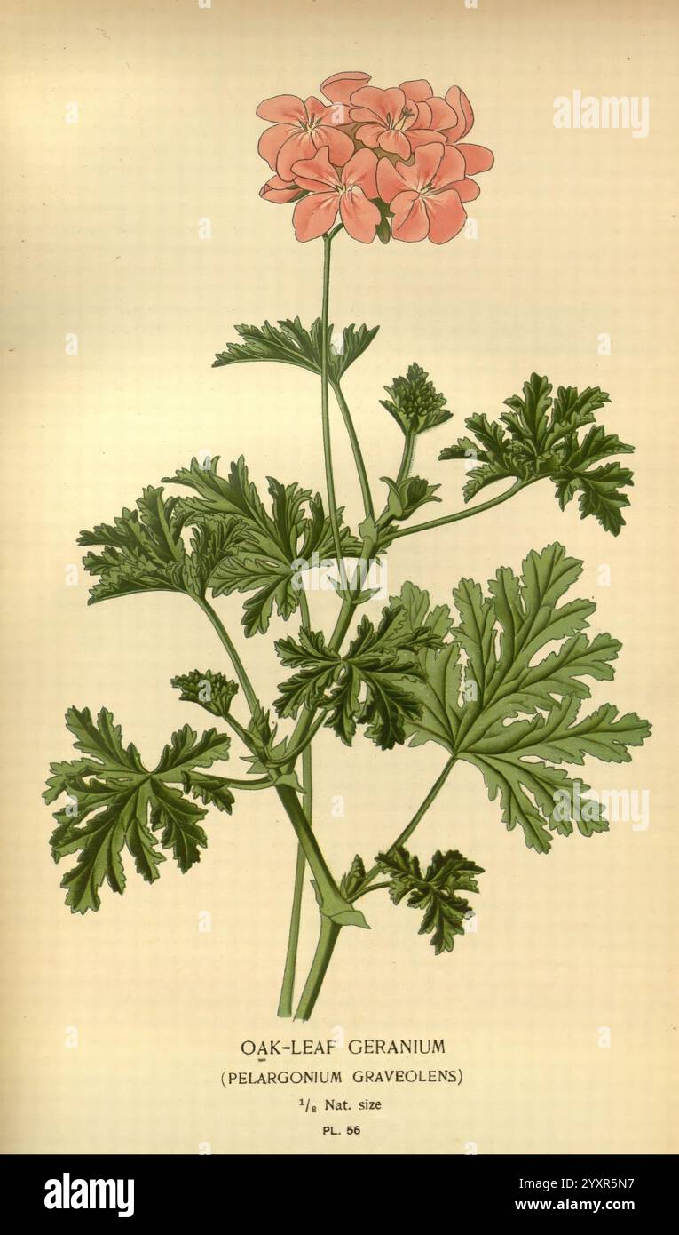 Lieblingsblumen von Garten und Gewächshaus, London und New York, Frederick warne Co, 1896-97, Frankreich, 19. Jahrhundert, Icônes, Floriculture, Chromolithographie, Pelargonium graveolens, Pflanzen Zierpflanzen, RBG enr, die Abbildung zeigt die Eichenblattgeranie, wissenschaftlich bekannt als Pelargonium graveolens. Er zeigt einen zarten, auffällig aufragenden Stiel mit Haufen von zarten rosa Blüten an der Spitze, von denen jedes fünf Blütenblätter trägt. Die Blätter sind deutlich sichtbar und zeichnen sich durch ihre abgerundeten Formen und tief gelappten Kanten aus, die an Eichenblätter erinnern. Diese botanische Darstellung unterstreicht die Faszination Stockfoto
