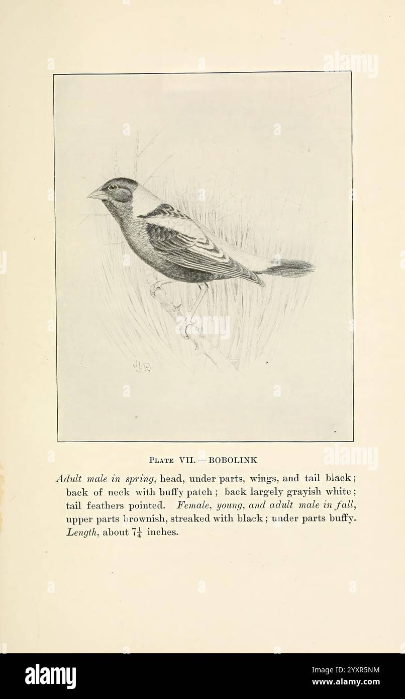Birds of Village and Field: Boston, Houghton, Mifflin and Company, 1898, Birds, 598208, Eine detaillierte Darstellung eines Bobolink, die die physischen Eigenschaften des Vogels zeigt. Der Erwachsene Mann ist mit einem schwarzen Kopf, Unterseiten, Flügeln und Schwanz dargestellt, im Kontrast zu einem weißen Rücken und einem Schwanz mit spitzen Federn. Der Text, der die Illustration begleitet, gibt Informationen über den Bobolink und weist auf die Unterschiede zwischen Männchen und Weibchen hin, insbesondere auf das auffällige Gefieder des Männchens im Frühjahr und die gedämpfteren Farben von Weibchen und jüngeren Vögeln. Die Gesamtanzahl Stockfoto