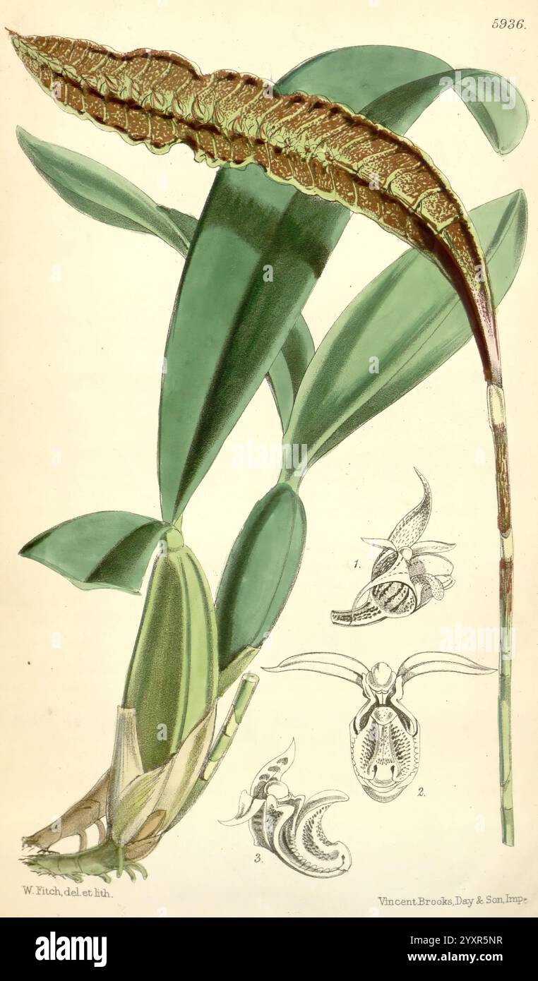 Curtis's Botanical Magazine London New York usw. Botanik-Zeitschriften Bildwerke Curtis, Eine lebendige Illustration, die verschiedene Stufen einer Orchideenpflanze zeigt und deren längliche Blätter und die komplizierte Struktur ihrer Blüte hervorhebt. Der untere Teil zeigt eine blühende Blüte mit seiner einzigartigen Form und dem Potenzial, sich in eine volle Blüte zu öffnen. Begleitet werden die Pflanzen mit detaillierten Darstellungen insektenähnlicher Formen, die möglicherweise Bestäuber oder damit verbundene Fauna darstellen, nummeriert als Referenz. Die künstlerische Darstellung unterstreicht die botanische Schönheit und Komplexität der Orchidee und ihrer ökologischen Natur Stockfoto