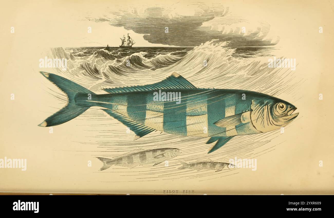 Eine Geschichte der Fische der Britischen Inseln, 1862-65, Großbritannien, Fische, eine künstlerische Darstellung eines großen Fisches, gekennzeichnet durch seine markanten blauen und silbernen Streifen. Die Fische schwimmen durch turbulente Meereswellen, mit einem fernen Schiff, das vor einem dramatischen Himmel voller Wolken steht. Kleinere Fische sind im unteren Vordergrund sichtbar, was der Meereslandschaft Tiefe und Kontext verleiht. Die Komposition unterstreicht die lebendige Unterwasserwelt und die dynamische Natur der Meeresumwelt. Stockfoto