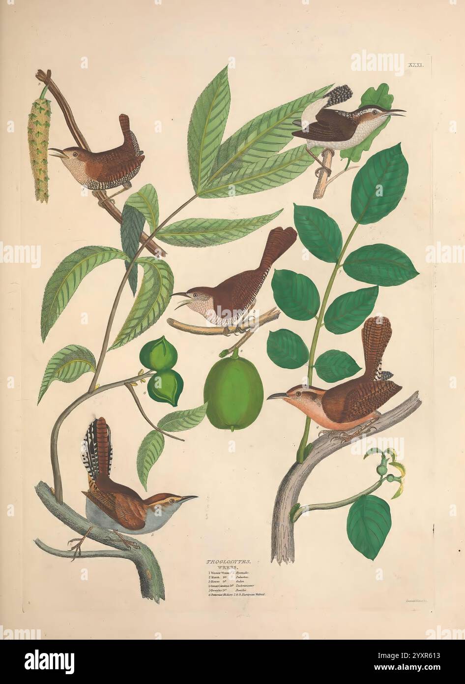 Illustrationen der amerikanischen Ornithologie von Alexander Wilson und Charles Lucien Bonaparte, Edinburgh, Frazer & Co, 1835, Birds, Vereinigte Staaten, Nordamerika, Bildwerke, Eine lebendige Illustration zeigt eine Vielzahl von Vögeln, die zwischen üppig grünen Blättern und Zweigen thront. Die Szene zeigt mehrere Zähnchen, die sich durch ihr markantes braunes Gefieder und komplizierte Details auszeichnen. Einige Vögel sind mitten im Lied, was zur lebhaften Atmosphäre der Komposition beiträgt. Das Laub umfasst eine Mischung aus leuchtend grünen Blättern und Früchten, was auf einen reichen natürlichen Lebensraum hindeutet. Das Arrangement betont die Schönheit o Stockfoto