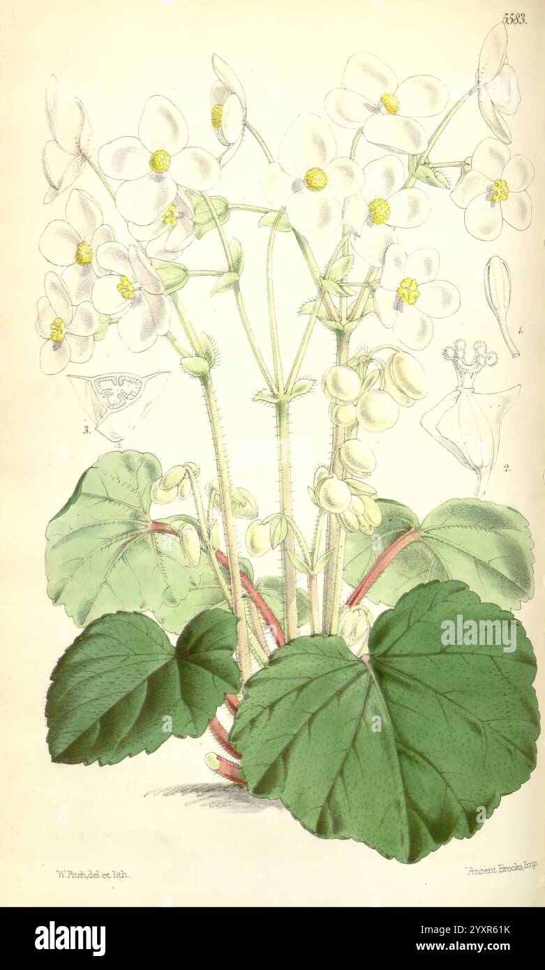 Curtis's Botanical Magazine, London, New York, botanische Illustration, Botanik, Zeitschriften, Bildwerke, Pflanzen ornamental, Curtis, diese Illustration zeigt eine zarte blühende Pflanze, die sich durch ihre weißen Blütenbündel auszeichnet, die jeweils fünf Blütenblätter und ein gelbes Zentrum haben. Die Blätter sind groß, abgerundet und haben eine ausgeprägte gerippte Textur, die den Blüten einen üppigen grünen Hintergrund verleiht. Um die Pflanze herum befinden sich detaillierte botanische Skizzen, die verschiedene Teile der Blütenstruktur, einschließlich der Fortpflanzungsorgane, veranschaulichen und so das Verständnis ihrer Anatomie verbessern. Der Out Stockfoto