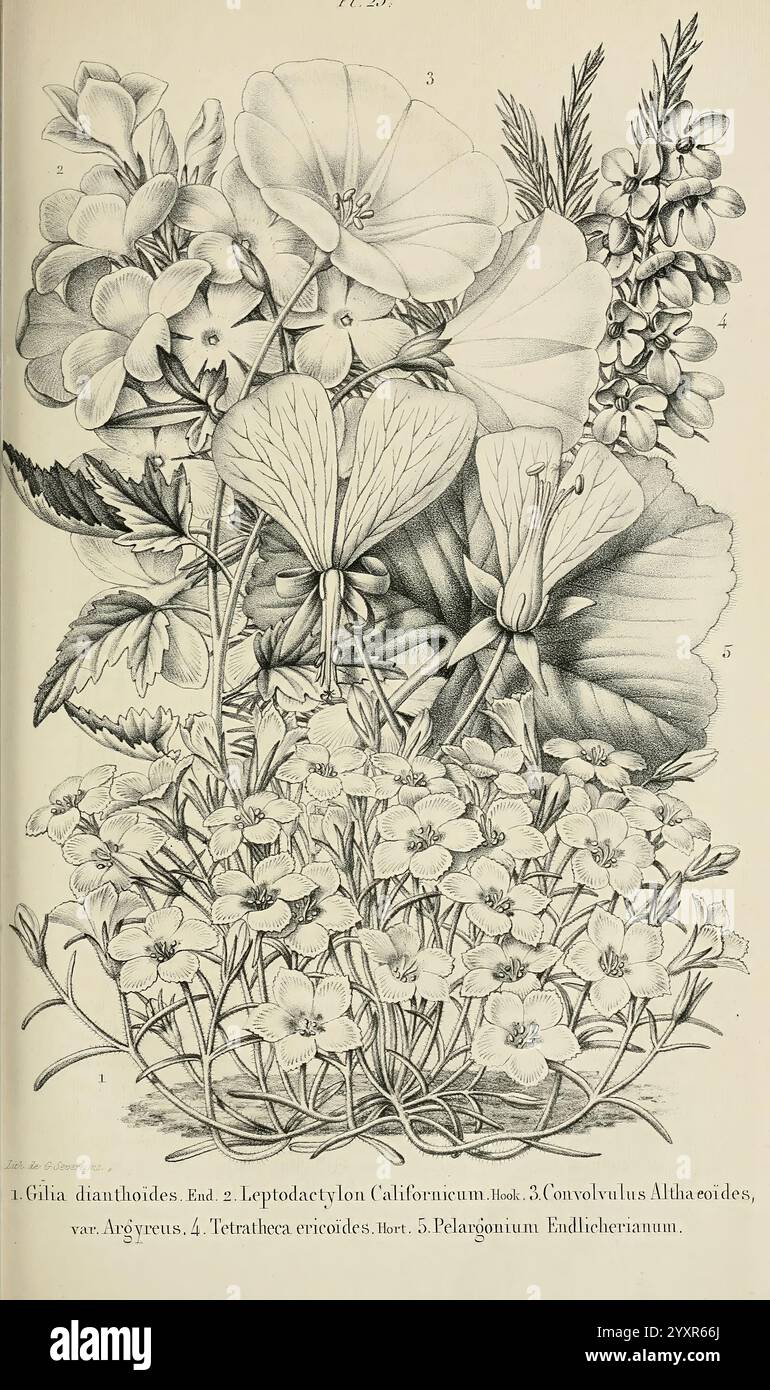 Belgique, Gartenbau, Lüttich, Botanik, Gartenbau, Zeitschriften, Pflanzen. diese botanische Illustration zeigt eine vielfältige Sammlung von blühenden Pflanzen, die alle akribisch detailliert sind. Hervorzuheben sind die zarten Blütenblätter der Gilia dianthoidies und die markanten Blüten von Leptodactylon californicum. Die Komposition enthält auch die rebenartigen Blüten von Convolvulus Althaeoides und Gruppen von Tetrahena ericoides, was der Szene eine Textur verleiht. An der Spitze zeigt Pelargonium Endlicherianum seine lebendigen Eigenschaften und ergänzt die Komplexität des Kunstwerks. Das Arrangeme Stockfoto