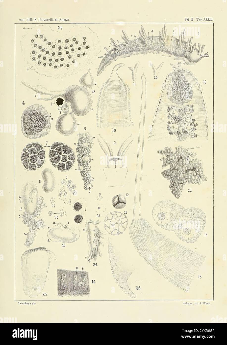 Æolididae, Familien mit dem Hafen von Genua, Bologna, Tipi Gamberini und Parmeggiani, 1877-1881, Italien, Genua, Weichtiere, Olividae., die Abbildung zeigt eine Reihe detaillierter botanischer und biologischer Proben, die verschiedene mikroskopische Strukturen zeigen. Jeder beschriftete Abschnitt hebt verschiedene Formen hervor, einschließlich Pflanzenzellen, Mikroorganismen und anatomische Merkmale. Das Arrangement betont die Vielfalt und Komplexität dieser Lebensformen und ermöglicht vergleichende Analysen. Die Figuren umfassen eine Reihe von Formen, von sphärischen und gestreckten bis hin zu komplizierteren Strukturen, Reflektin Stockfoto