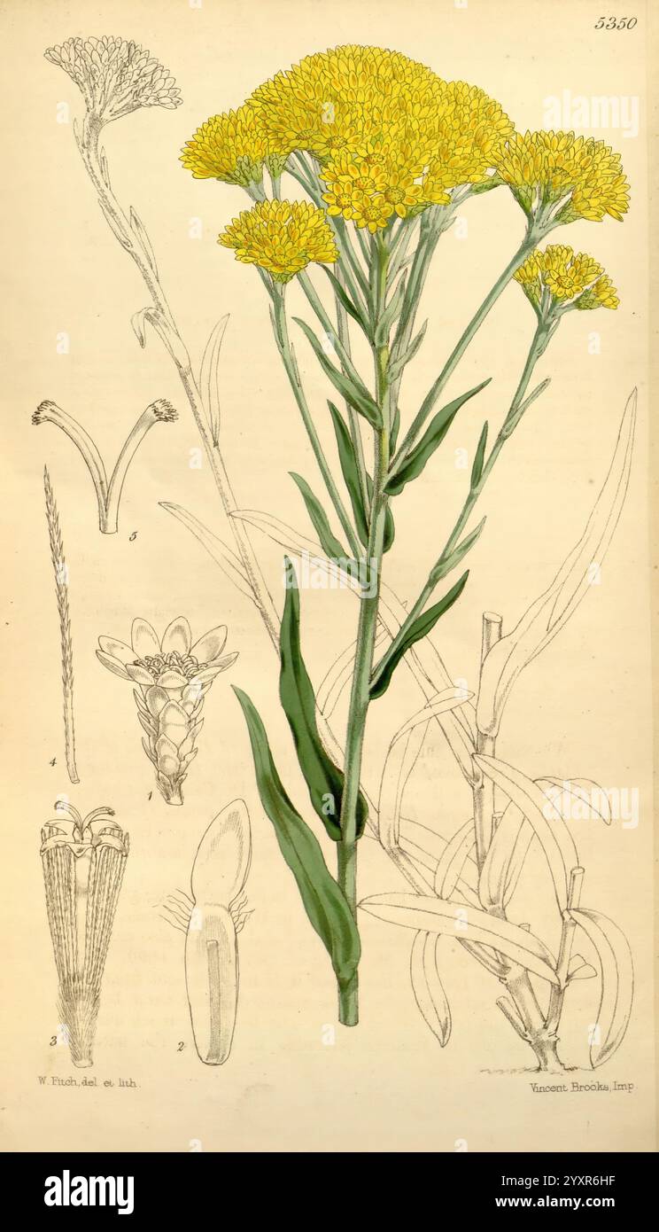 Curtis's Botanical Magazine London New York etc. Botanische Illustration Botanik Zeitschriften Bildwerke Pflanzen ornamental Curtis, die Illustration zeigt eine detaillierte botanische Darstellung einer blühenden Pflanze mit leuchtenden gelben Blüten auf schlanken Stielen. Um die Hauptdarstellung herum befinden sich weitere Skizzen, die verschiedene Teile der Pflanze hervorheben, einschließlich einer Nahaufnahme der Blütenstruktur, der Blätter und des Wurzelsystems. Das Kunstwerk betont die komplizierten Details der Pflanze, wie die Textur der Blätter und die Anordnung der Blumen, und zeigt die Schönheit und Komplexität der Pflanze Stockfoto