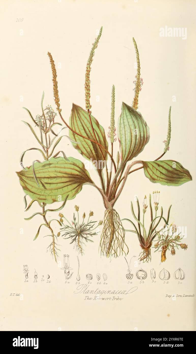 Illustrations of the Natural Orders of Plants with Groups and Descriptions, London, Sampson Low, Son und Marston, 1868, Botanik, Bildwerke, Frauen in der Wissenschaft, Elizabeth Twining, Elizabeth Twining, diese Illustration zeigt eine detaillierte botanische Studie einer Pflanze aus der Familie der Plantain. Die zentrale Darstellung zeigt die charakteristischen, länglichen Blätter der Pflanze mit hervorstehenden Adern und einer breiten Basis, die aus einem robusten Wurzelsystem hervorgeht. Über den Blättern sind zierliche Blütenspitzen abgebildet, die mit kleinen, zarten Blüten verziert sind. Um das Hauptwerk herum befinden sich kleinere Zeichnungen, die veranschaulichen Stockfoto