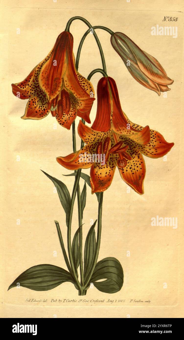 Curtis's Botanical Magazine, London, New York, Botanik, Zeitschriften, Bildwerke, Curtis, Lilium canadense, Taxonomie: Family= Liliaceae, Nordamerika, Sydenham Teast Edwards, diese Illustration zeigt eine auffällige Darstellung von leuchtenden orangen Lilien, die sich durch ihre großen, trompetenförmigen Blüten auszeichnen. Die Blütenblätter sind mit dunklen Sprenkeln verziert, die einen schönen Kontrast zur warmen Färbung bilden. Die Blüten werden in verschiedenen Blütestadien gezeigt, mit zwei vollständig geöffneten Blüten und einer Knospe, die noch zu blühen ist. Die üppig grünen Blätter bieten einen reichhaltigen Hintergrund und verstärken die gesamte Eleganz von Stockfoto