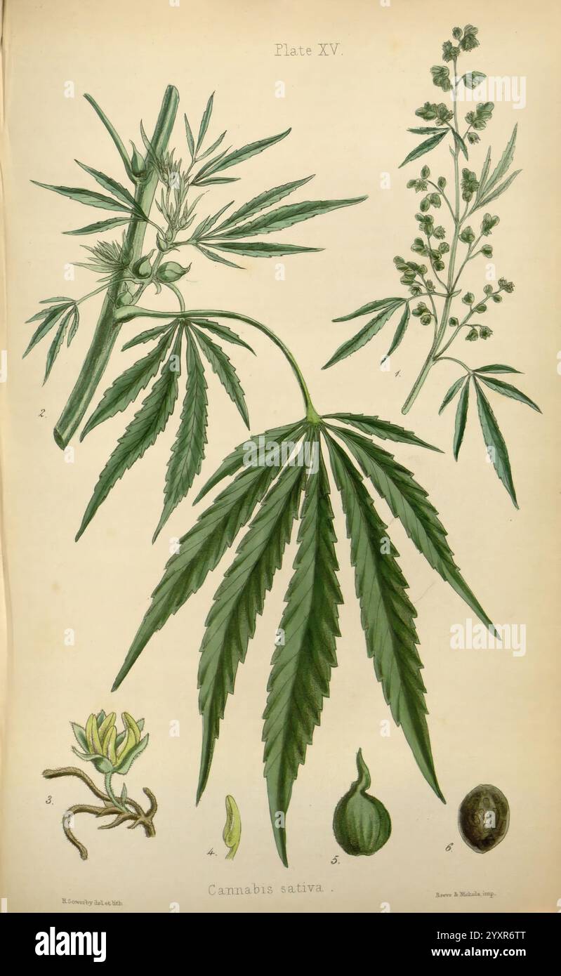 The Flora Homoeopathica, London, Leath & Ross, 1852-1853, Botanik, Homöopathie, Bildwerke, Botanik Medical, Materia Medica Gemüse, Cannabis Sativa, Materia Medica and Therapeutics, eine Illustration der Cannabis sativa Pflanze, die verschiedene Teile im Detail zeigt. Das Bild zeigt längliche, gezackte Blätter, eine Gruppe blühender Knospen und Samen. Neben der Pflanze bieten botanische Beschriftungen Klarheit über bestimmte Merkmale, einschließlich der unterschiedlichen Blattformen und -Texturen. In dieser Darstellung werden die botanischen Eigenschaften der Pflanze und ihre Bedeutung in verschiedenen Kontexten hervorgehoben Stockfoto