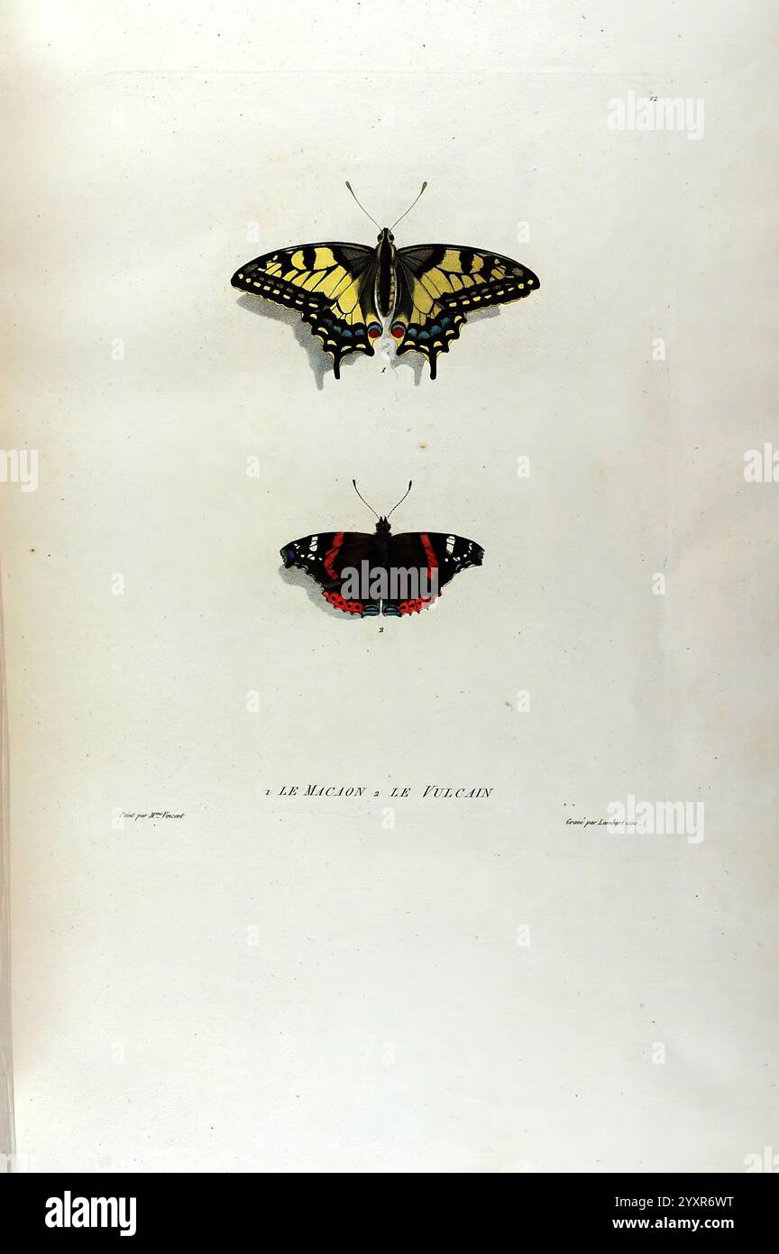 Études de Fleurs et de Fruits, Paris, Chez Bance aîné, MD d'Etampes, [1820?]. die Illustration zeigt zwei wunderschön gerenderte Schmetterlinge, die ihre unterschiedlichen Farben und Muster zeigen. Der obere Schmetterling zeigt leuchtende gelbe und schwarze Markierungen, mit roten Anklängen an den Flügelrändern, die sein majestätisches Aussehen unterstreichen. Darunter steht der kleinere Schmetterling im Kontrast zu den satten schwarzen Flügeln, die mit kräftigen roten Akzenten verziert sind. Die sorgfältige Liebe zum Detail in ihrer Anatomie und Färbung unterstreicht die Schönheit dieser Insekten, während der minimalistische Hintergrund die visuelle Note verbessert Stockfoto