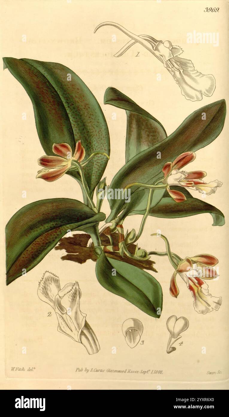 Curtis's Botanical Magazine London New York etc. Botanische Illustration Botanik Zeitschriften Bildwerke Pflanzen ornamental Curtis, Eine botanische Illustration mit einer üppigen Gruppe von Orchideen, gekennzeichnet durch große, dunkelgrüne Blätter mit markanter Textur und subtilen Mustern. Die Pflanze zeigt zarte, lebendige Blüten mit komplizierten Details, die die unterschiedlichen Formen und Farben der Blütenblätter betonen. Um die Hauptpflanze herum sind anatomische Skizzen verschiedener Teile der Blüten beschriftet, die eine detaillierte Ansicht ihrer Struktur bieten. Diese Darstellung unterstreicht die Schönheit und Komplexität Stockfoto
