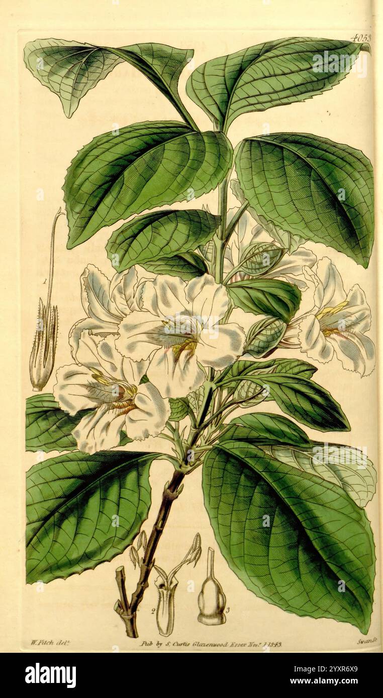 Curtis's Botanical Magazine, London, New York, botanische Illustration, Botanik, Zeitschriften, Bildwerke, Pflanzen ornamental, Curtis, Eine wunderschön illustrierte botanische Studie mit einer blühenden Pflanze, die sich durch zarte weiße Blüten und üppige, grüne Blätter auszeichnet. Die Zusammensetzung hebt mehrere Phasen des Lebenszyklus der Pflanze hervor, darunter geschlossene Blütenknospen und ein markanter Blütenzweig. Die komplizierten Details der Blütenblätter und des Laubs werden präzise dargestellt und zeigen die natürliche Schönheit der Pflanze. Diese Darstellung fängt die Eleganz der botanischen Kunst ein und betont beide Stockfoto
