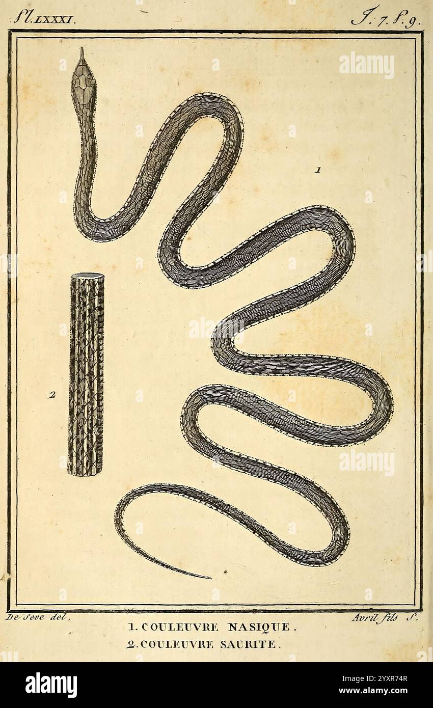 Histoire naturelle, générale et particulière, des reptiles A Paris, de l’Imprimerie de F. Dufart, an X-XI [1802-1803] Anatomie Evolution Bildwerke Reptilien Schlange, eine illustrierte Seite mit zwei detaillierten Darstellungen von Schlangenfiguren. Die erste, oben gezeigt, zeigt eine Schlange mit einem komplizierten Schuppenmuster, die sich anmutig in einer serpentinen Art und Weise wickelt. Unten wird ein zylindrisches Objekt, das wahrscheinlich eine andere Art von Schlange oder einen bestimmten Aspekt in Bezug auf Schlangen darstellt, in vertikaler Ausrichtung dargestellt. Die Überschriften beschriften die obere Figur als „'1“. COULEVRE NASIQUE'' und das b Stockfoto