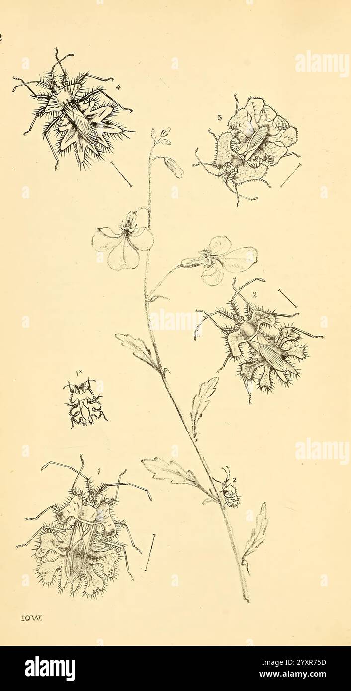 Arcana entomologica, oder Illustrationen von neuen, seltenen und interessanten Insekten, London, William Smith, 1845 [d. h. 1841-1845]. Insekten, Arthropoda, Entomologie, Klassifizierung, Bildwerke, Arthropoden, die Abbildung zeigt eine botanische Studie einer blühenden Pflanze, hervorgehoben durch mehrere detaillierte Darstellungen. In der Mitte zeigt ein schlanker Stiel mehrere zarte Blüten, die sorgfältig gerendert sind, um ihre einzigartigen Formen und Texturen zu betonen. Um den Hauptstamm herum befinden sich verschiedene Nahdarstellungen verschiedener Blütenformen und -Strukturen, die als Referenz mit Zahlen gekennzeichnet sind. Die Intr Stockfoto